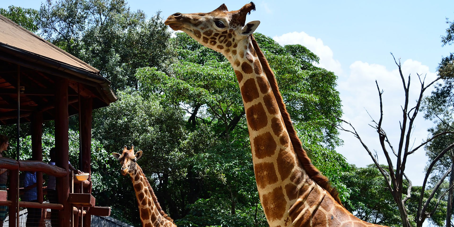 Nairobi Wildlife & Craft Discovery Tour
