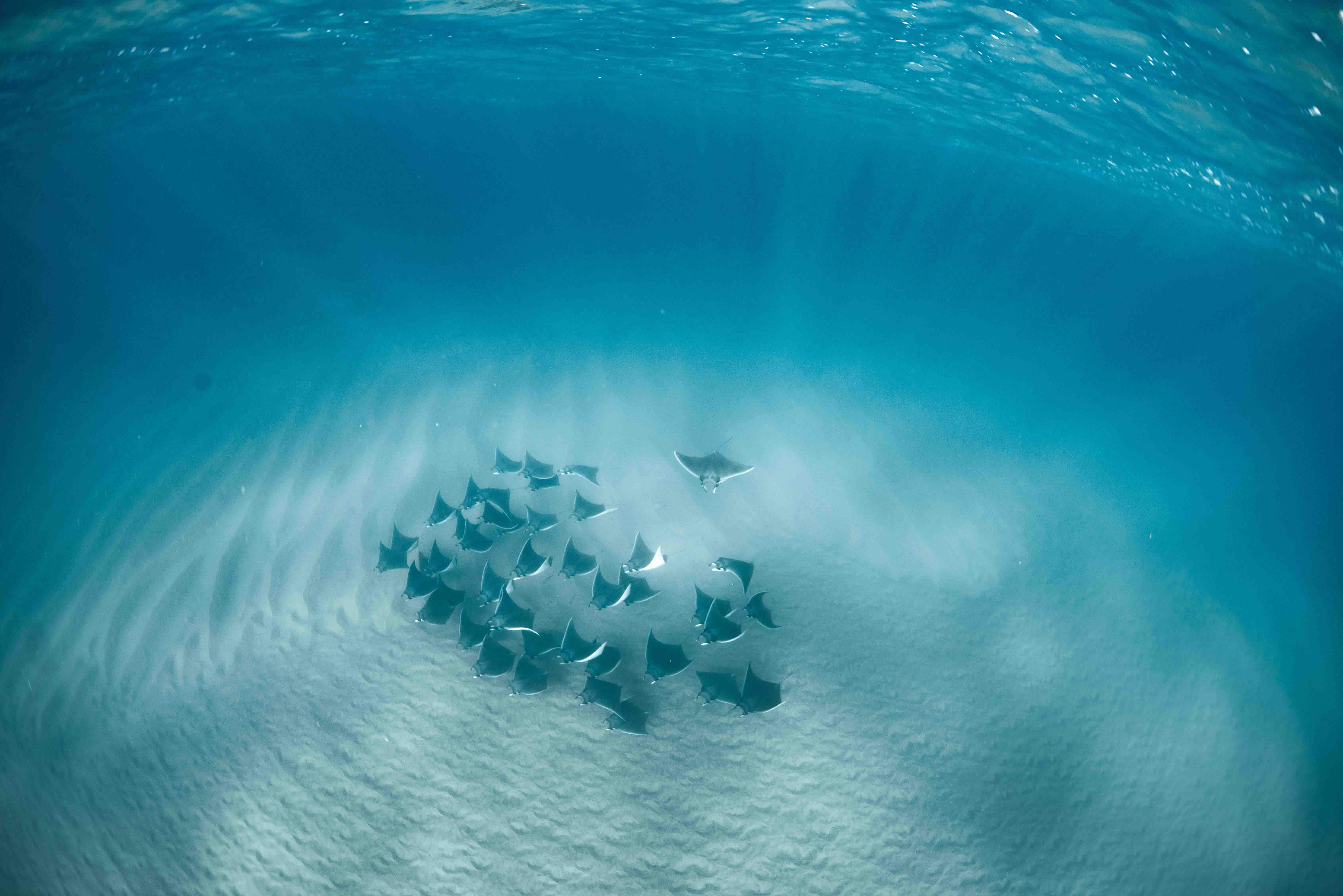 Cabo San Lucas Marine Park: Two-Tank Scuba Diving Adventure