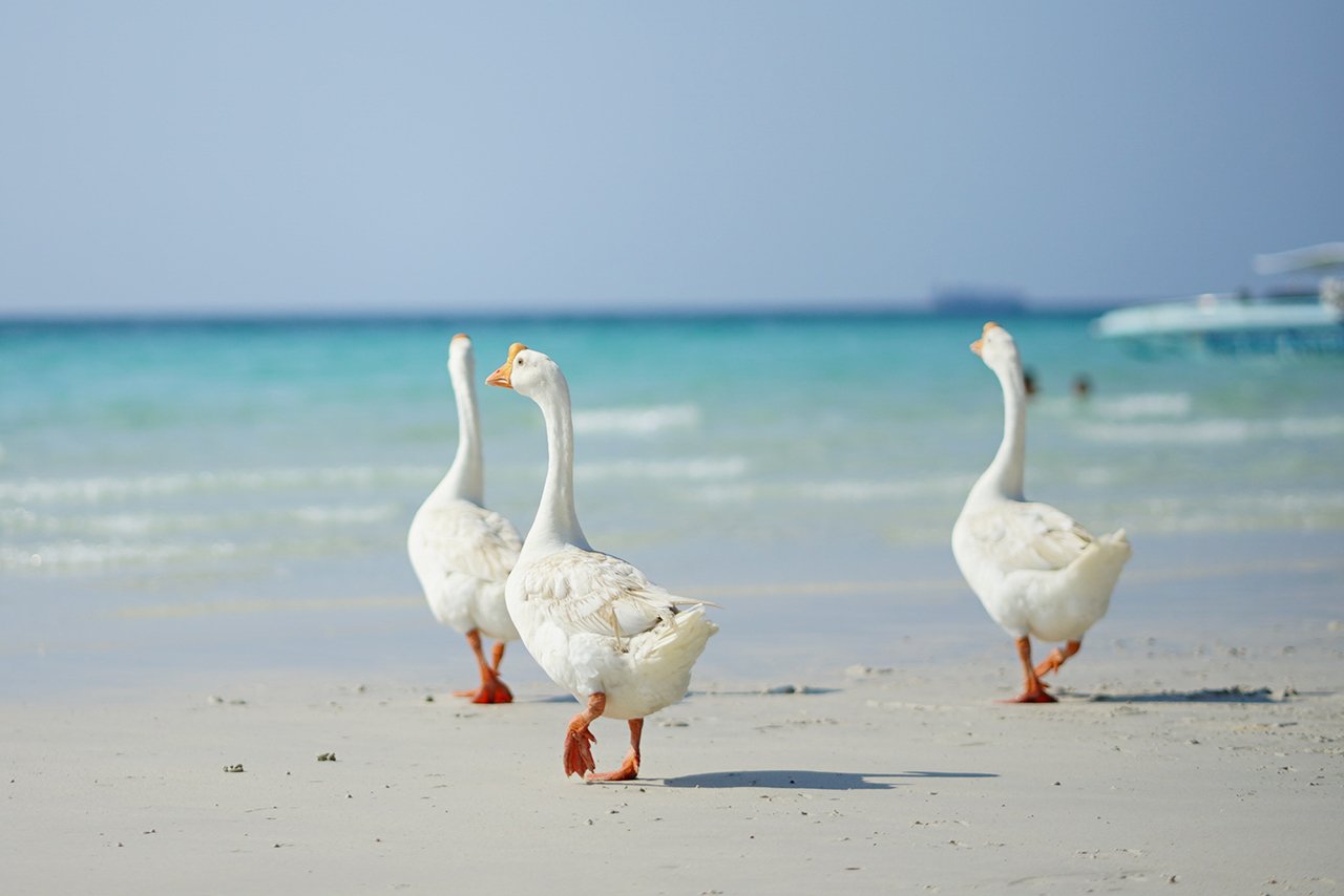 Coral Island Adventure: Beach Thrills from Bangkok/Pattaya