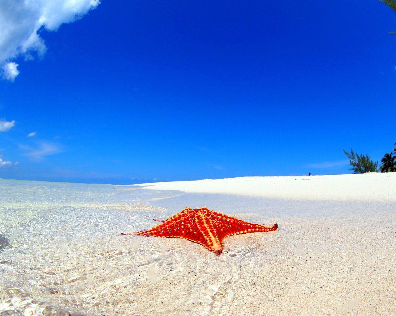 Rum Point: Starfish Point Beach Tour with Transfer - 2026 (Verified Reviews)