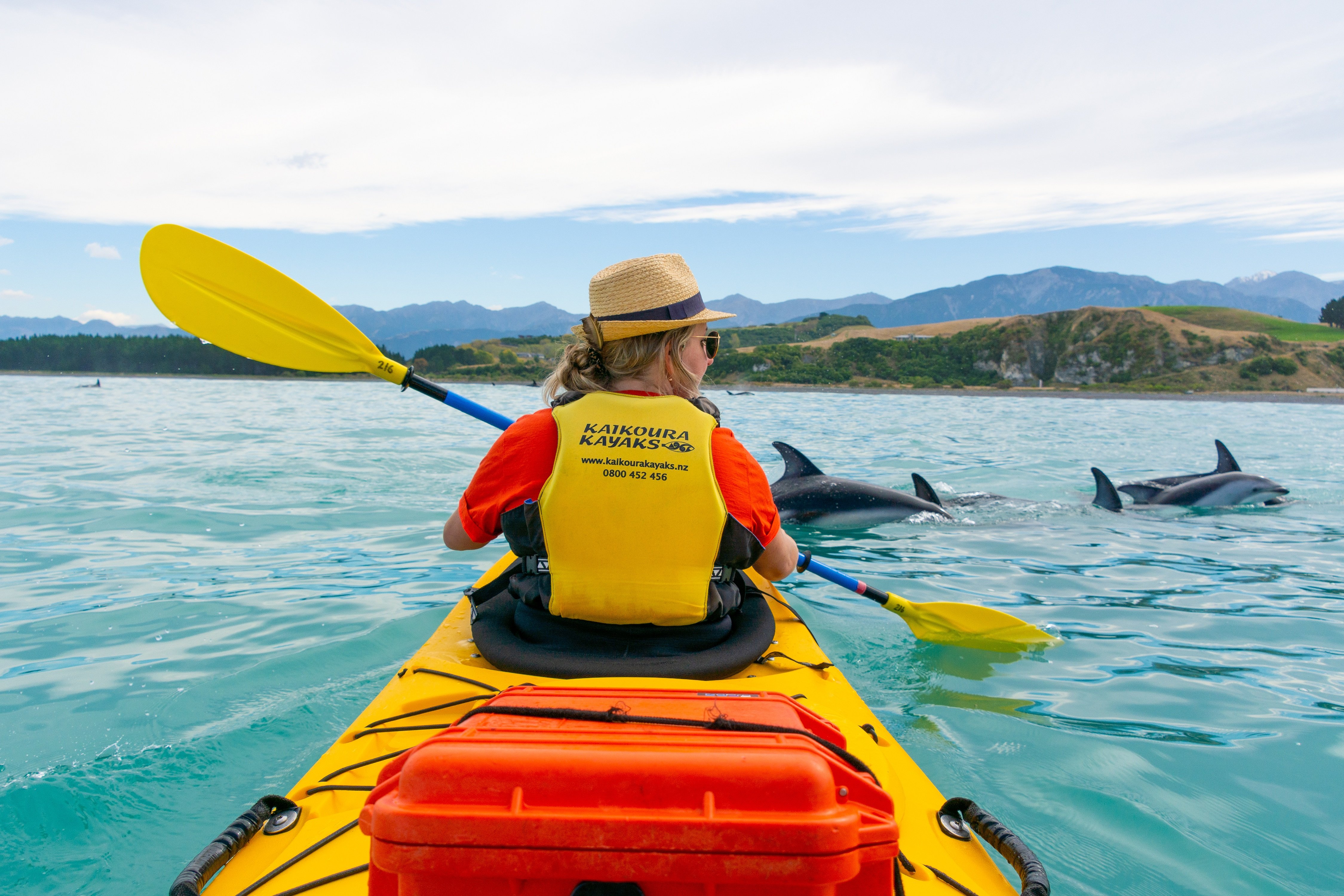 Kaikoura: Half-Day Wildlife Kayaking Tour