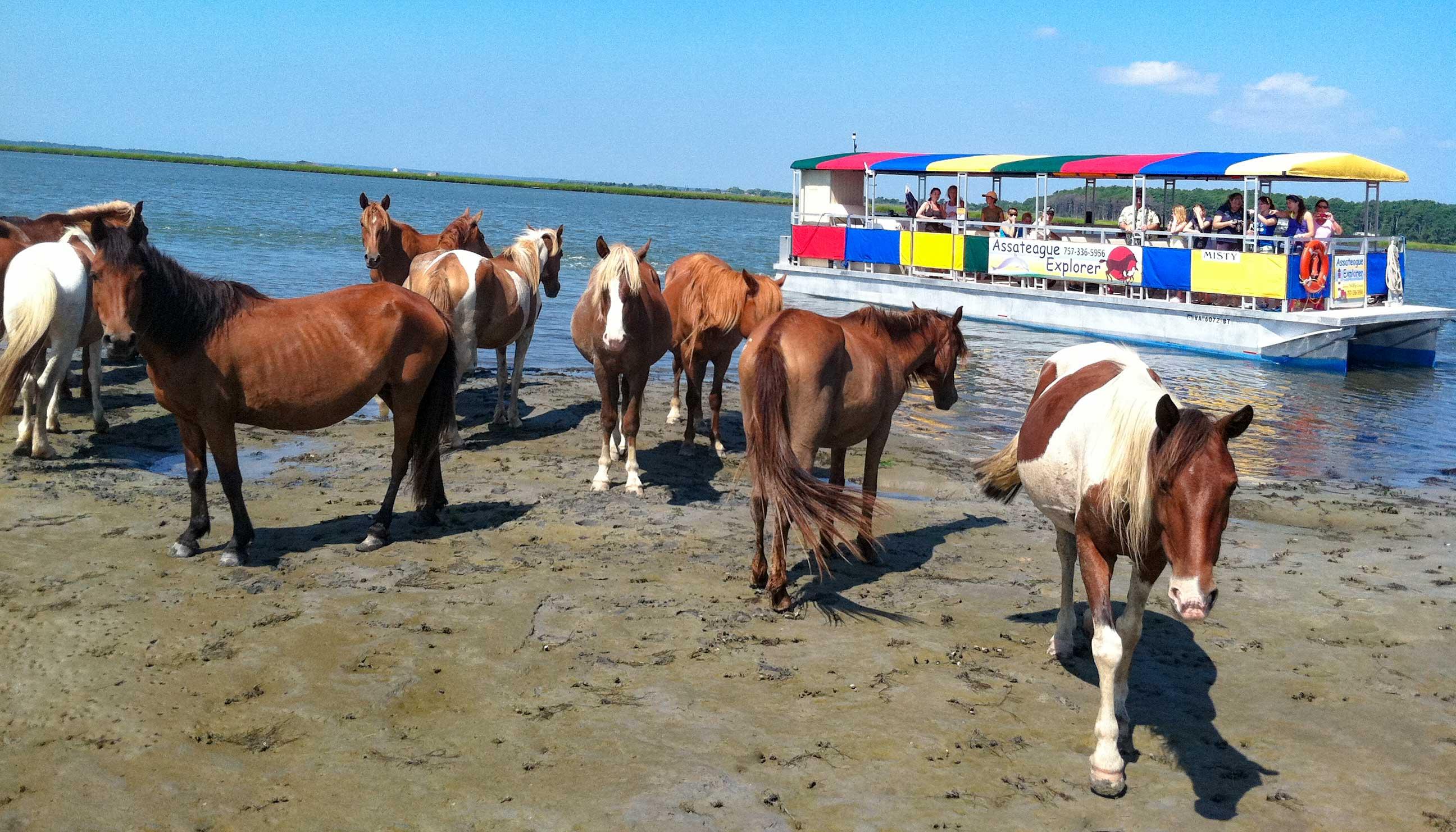 Assateague Island Wildlife Boat Cruise