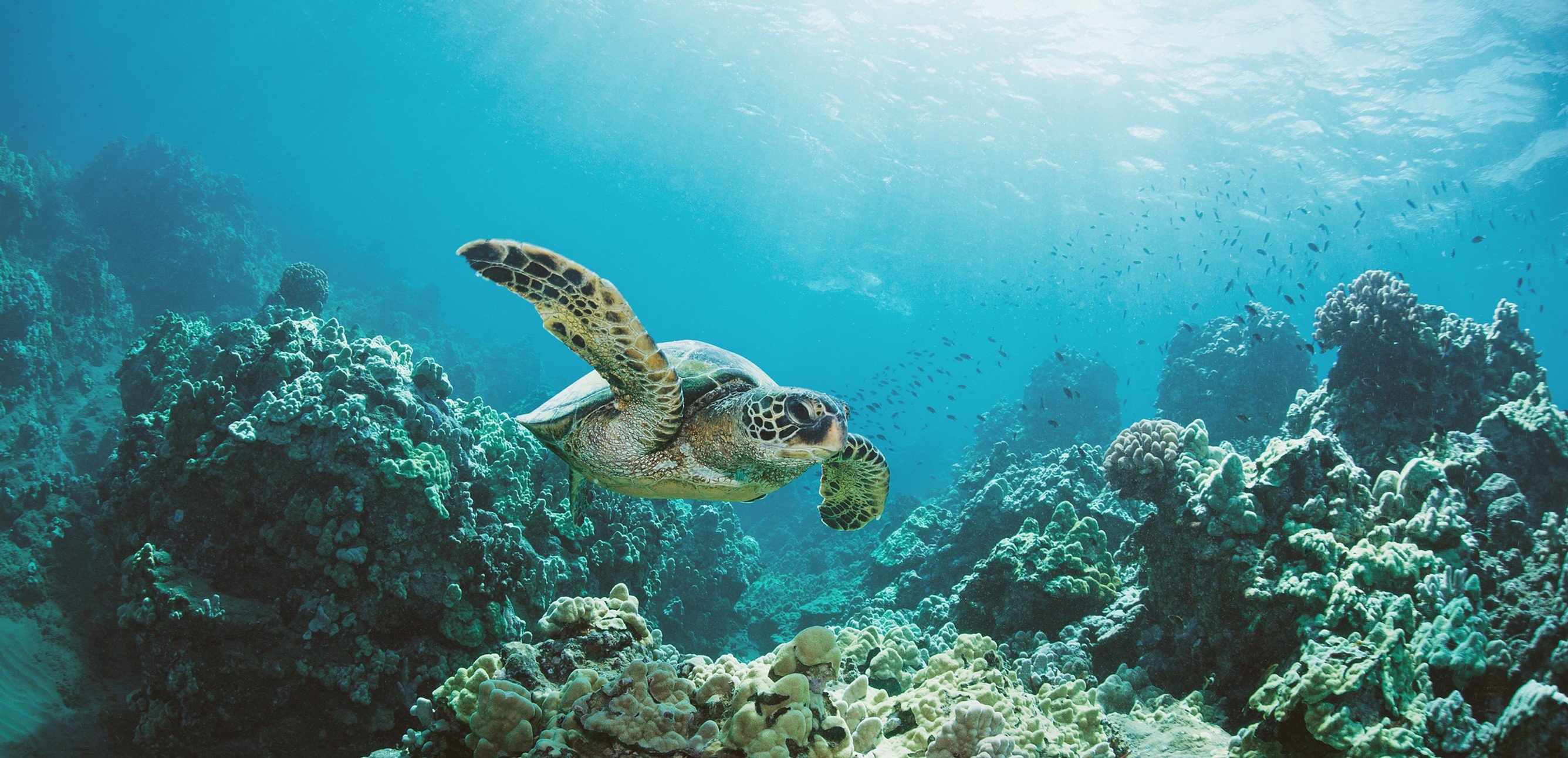 Turtle Canyon Snorkeling Boat Tour from Honolulu