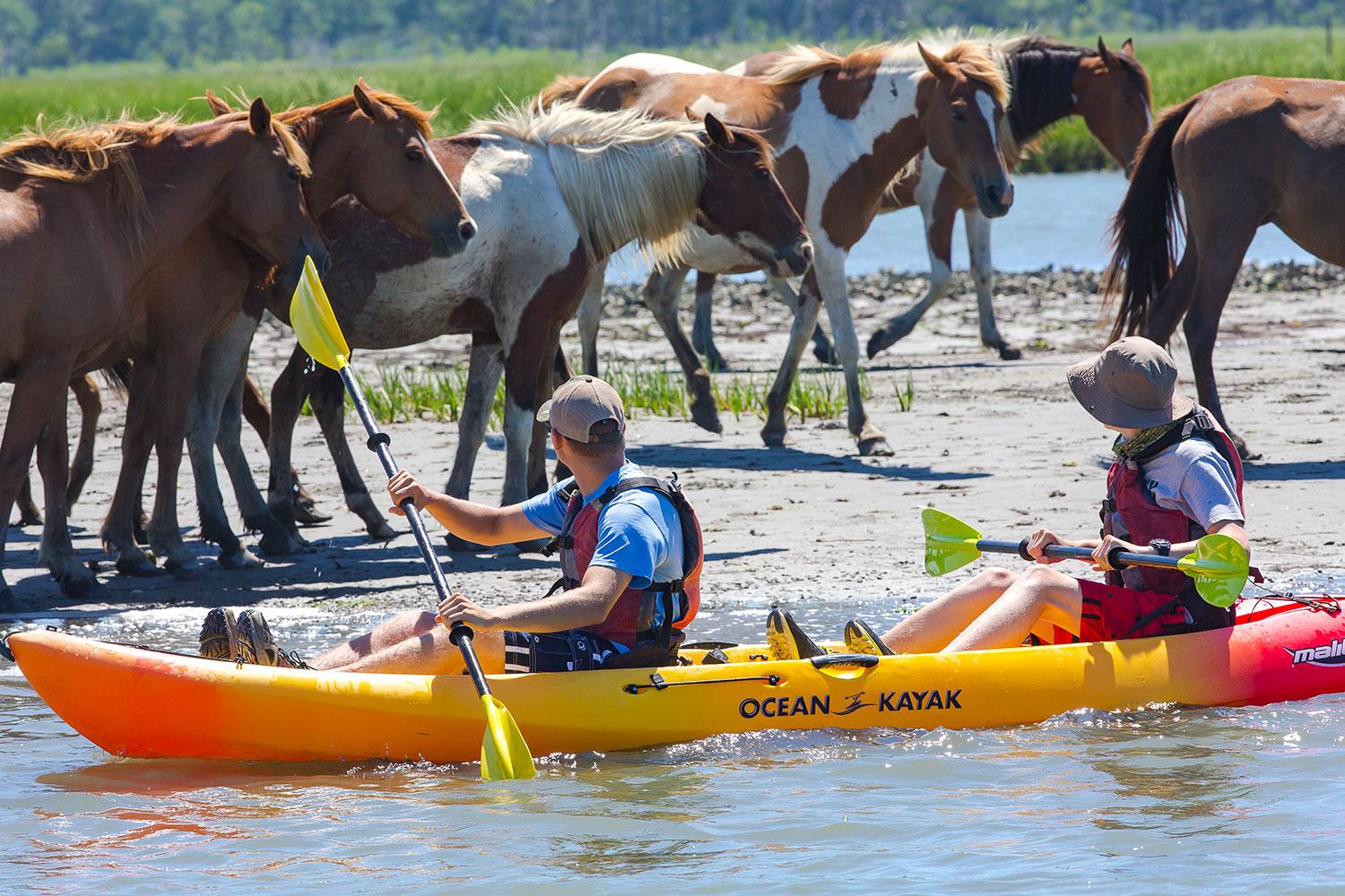 Assateague Island Wild Horse Kayak Adventure