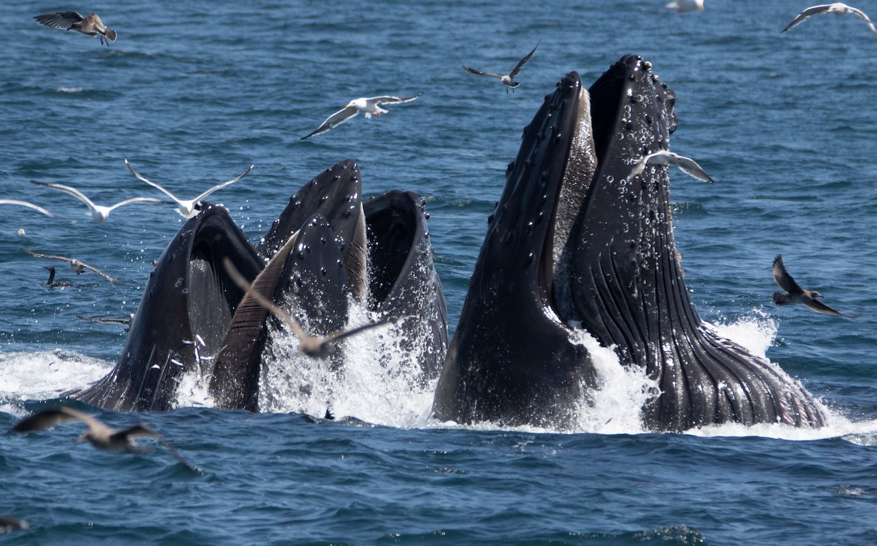 Monterey: Whale Watching Tour with A Marine Guide - 2026 (Verified Reviews)