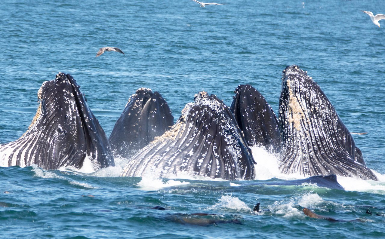 Monterey: Whale Watching Tour with A Marine Guide - 2026 (Verified Reviews)