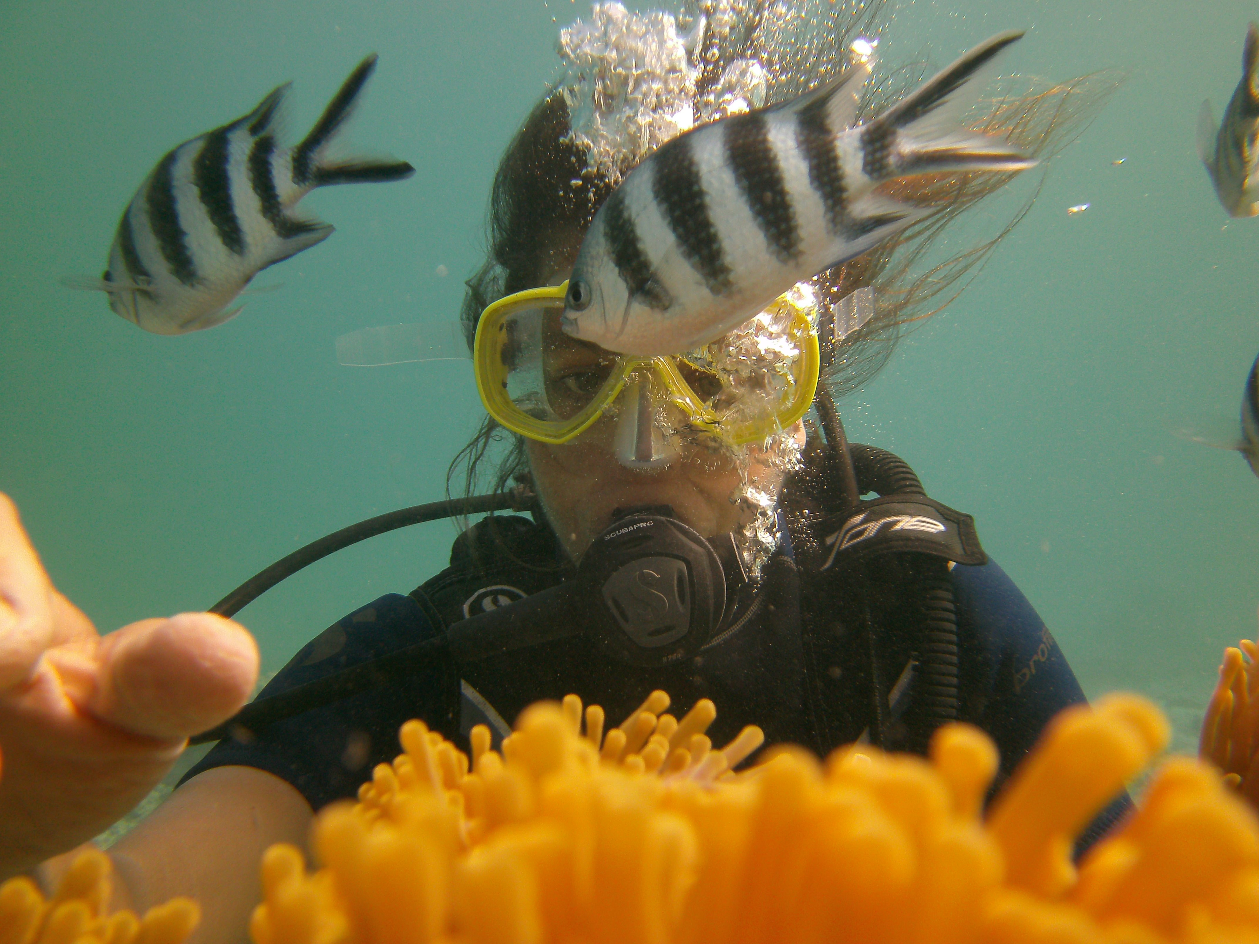 Belle Mare Scuba Discovery: East Coast Mauritius Dive