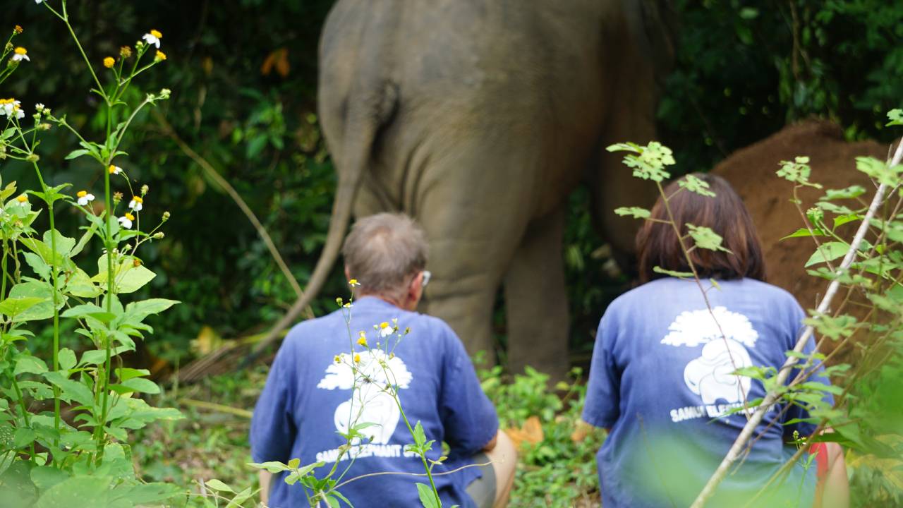 Ethical Half-Day Elephant Sanctuary Experience in Koh Samui
