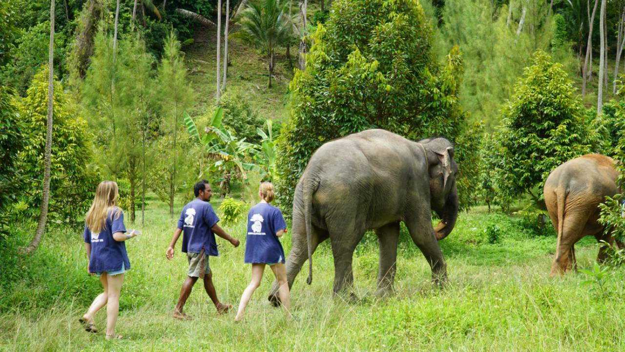 Ethical Half-Day Elephant Sanctuary Experience in Koh Samui