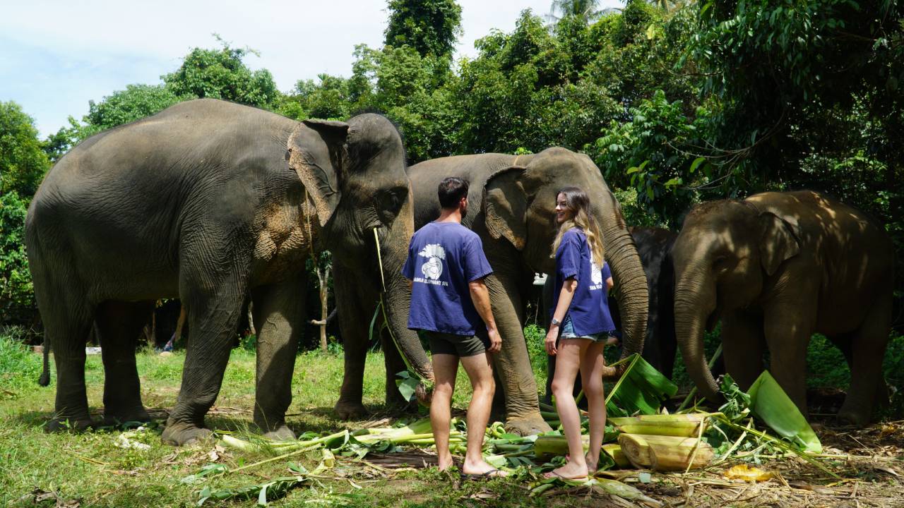 Ethical Half-Day Elephant Sanctuary Experience in Koh Samui