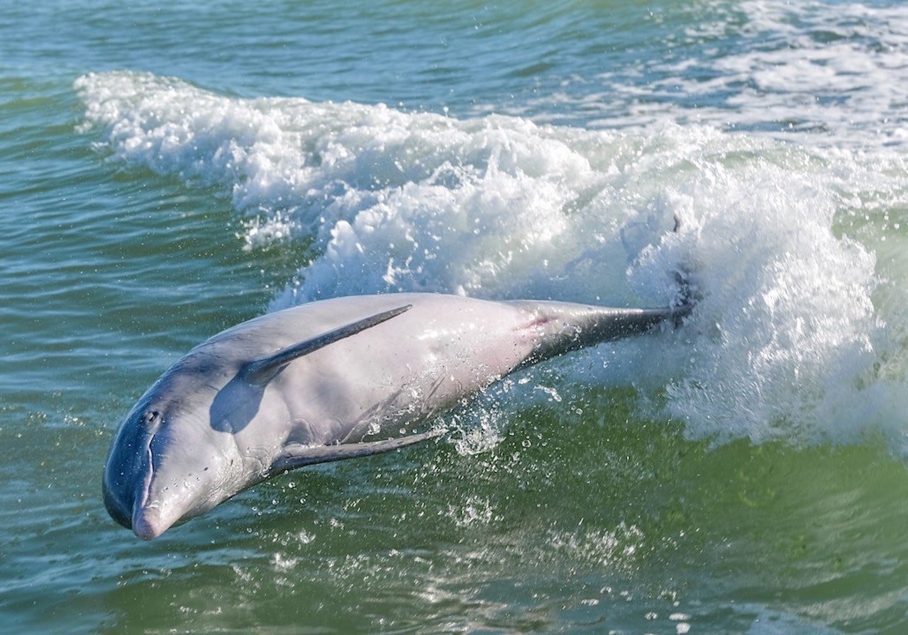 Dolphin Watching & Shell Collecting Adventure