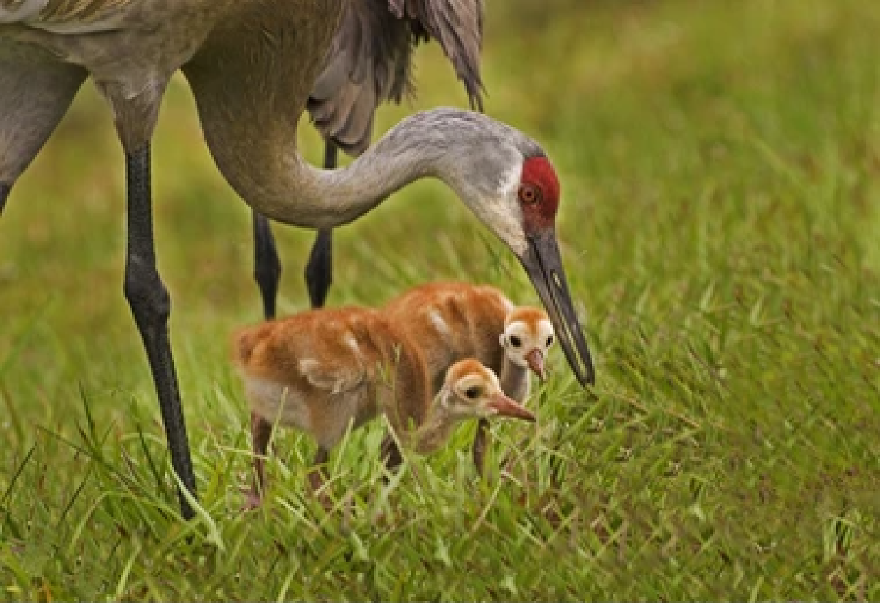 Grand Teton National Park Wildlife Safari