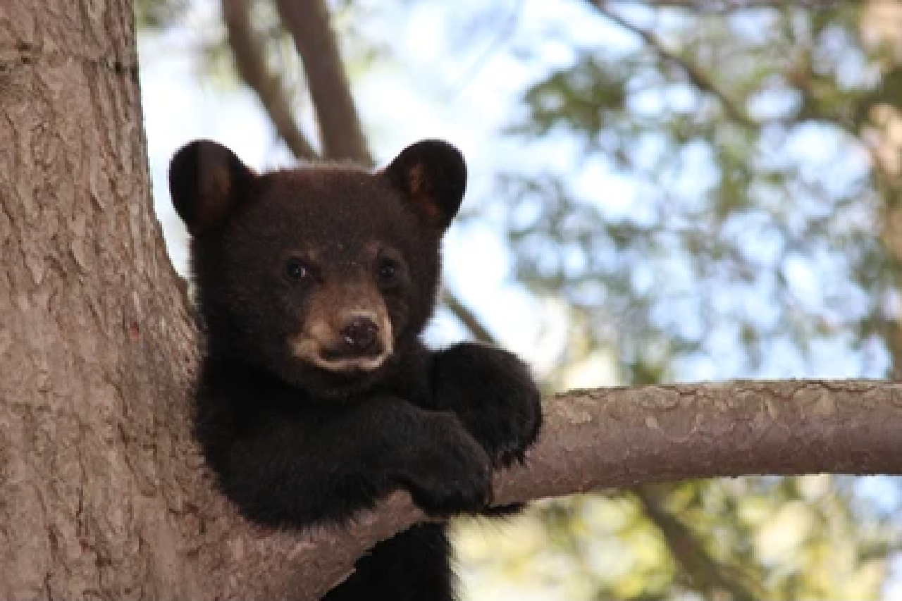 Grand Teton National Park Wildlife Safari