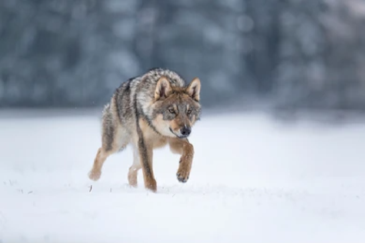 Grand Teton National Park Wildlife Safari