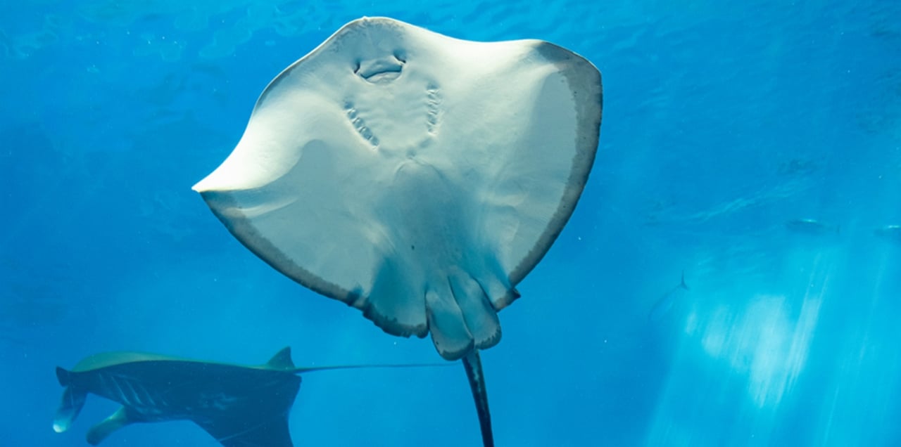 Sharm El Sheikh Glass-Bottom Submarine Tour with Hotel Transfer