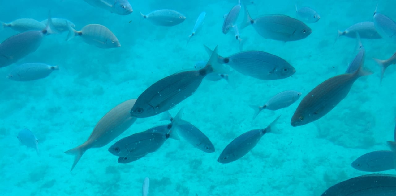 Sharm El Sheikh Glass-Bottom Submarine Tour with Hotel Transfer