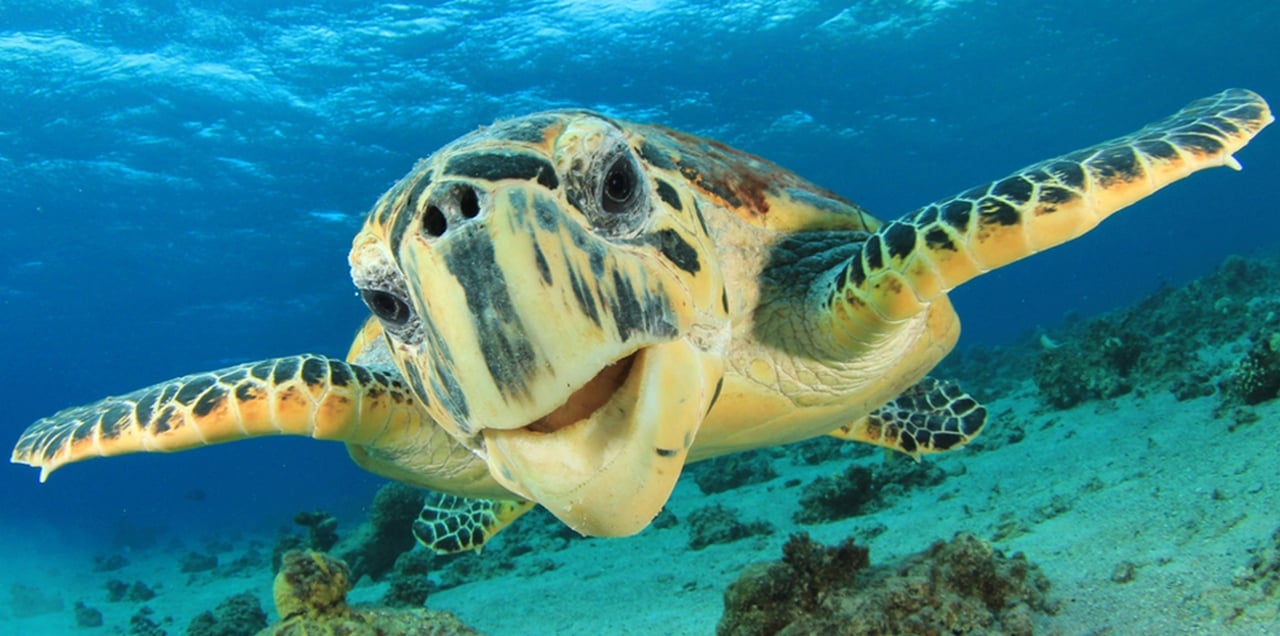 Sharm El Sheikh Glass-Bottom Submarine Tour with Hotel Transfer