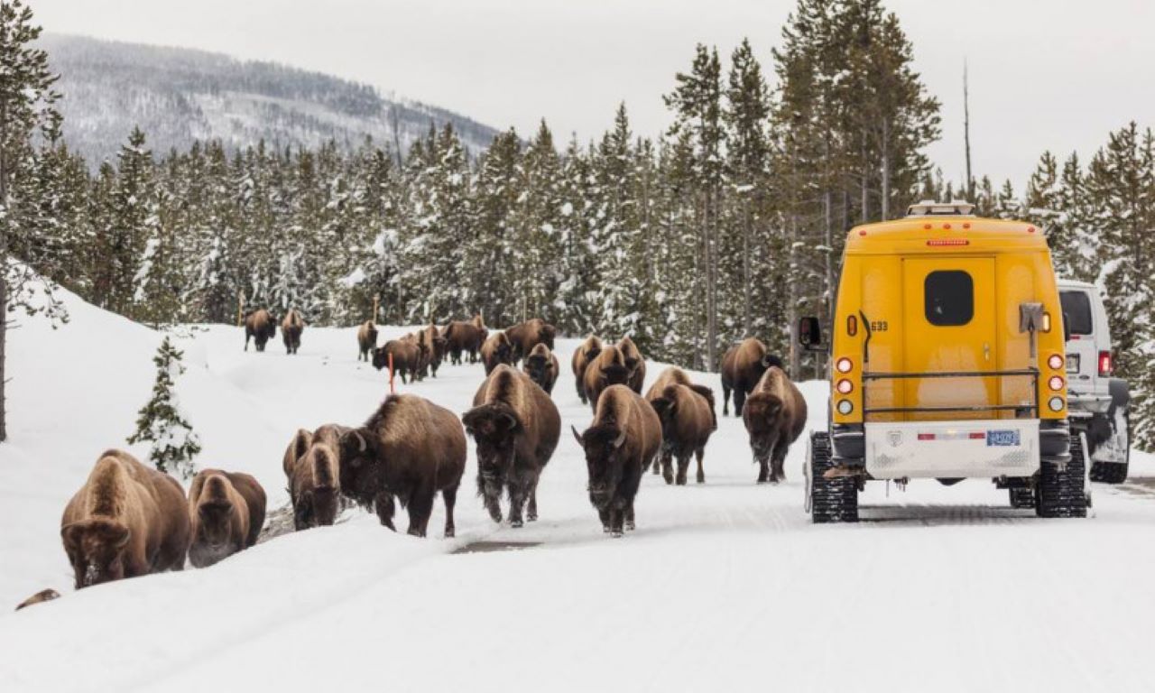 Grand Teton & Yellowstone Winter Tour - 4 Days
