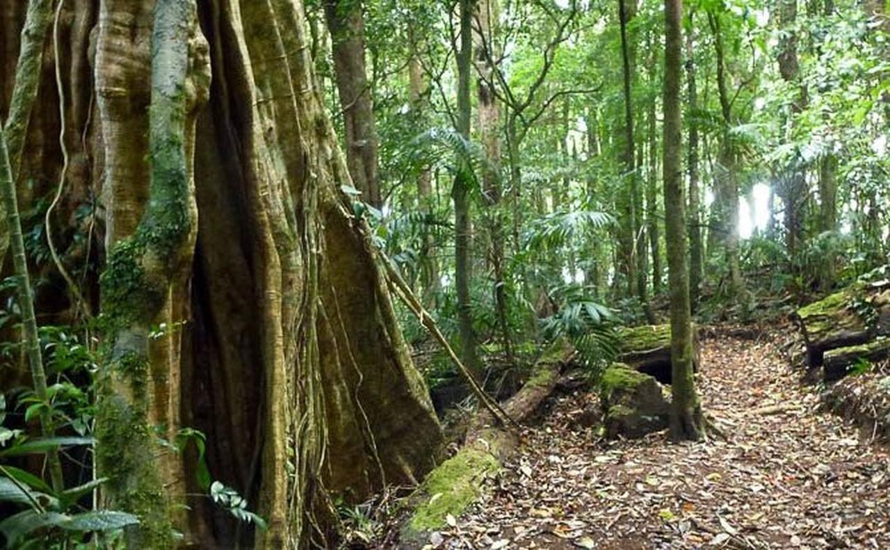 Curi-Cancha Reserve Guided Nature Walk with Entry