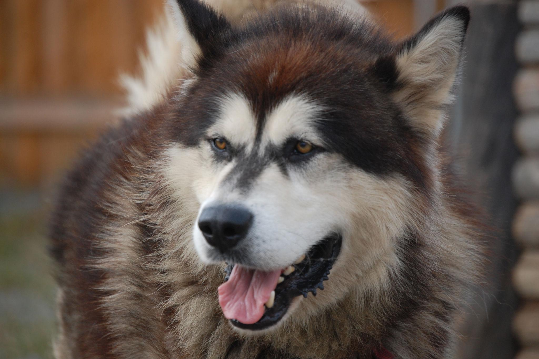 dog sledding in Seward — photo 6