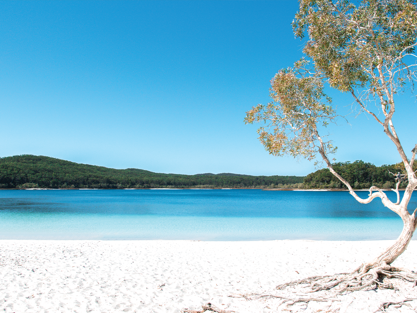 2-Day K'gari (Fraser Island) Guided 4WD Coach Tour from Rainbow Beach