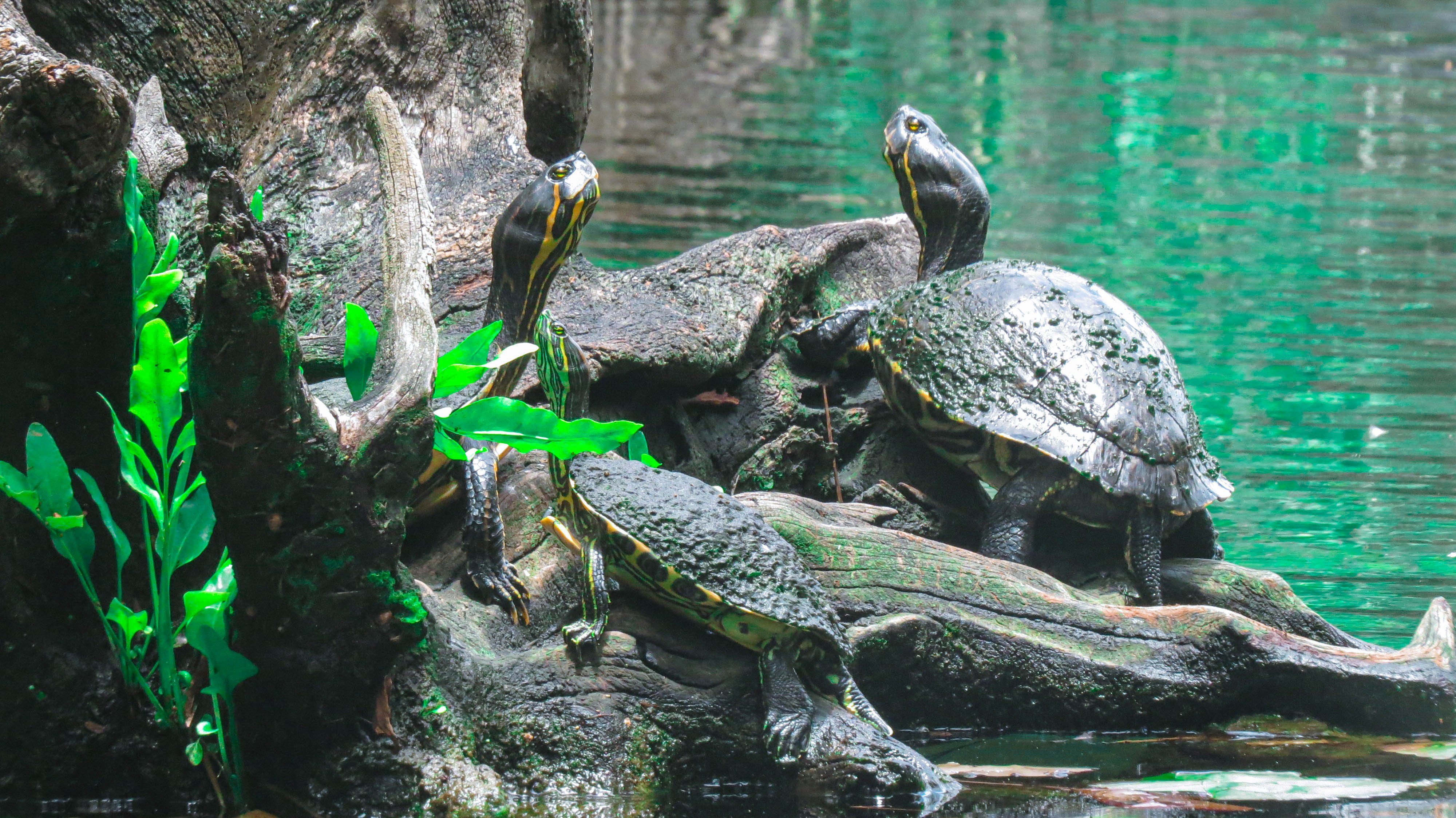 Turtles resting on logs beside green water