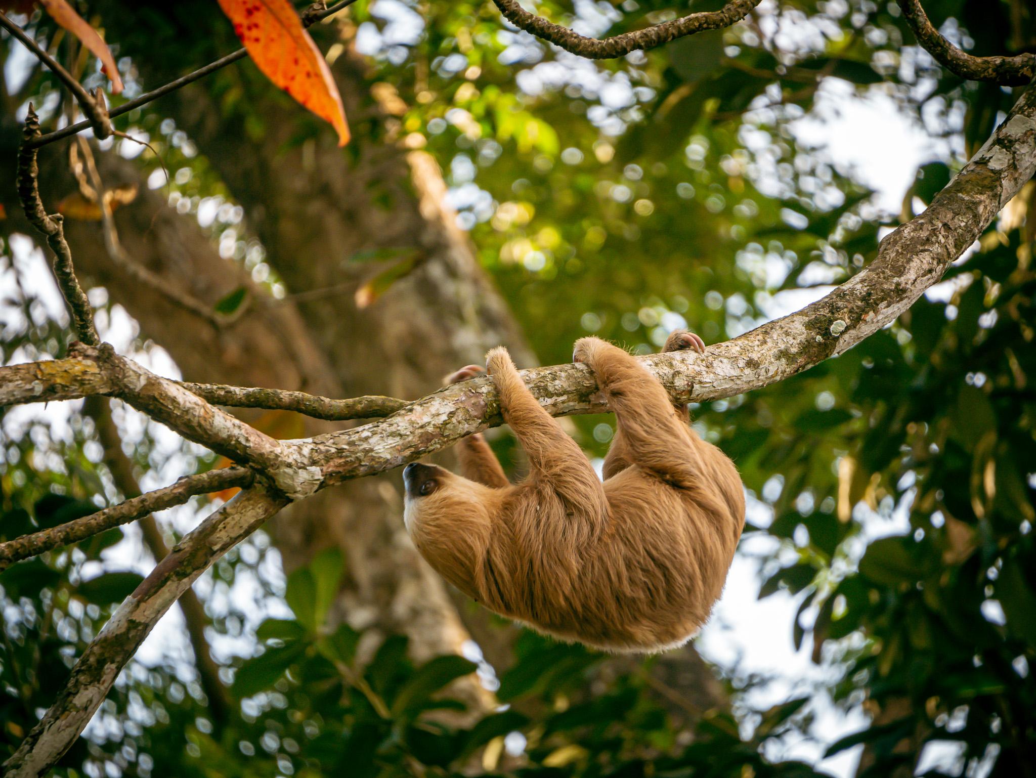 Punta Uva Wildlife Kayaking & Jungle Trail Tour