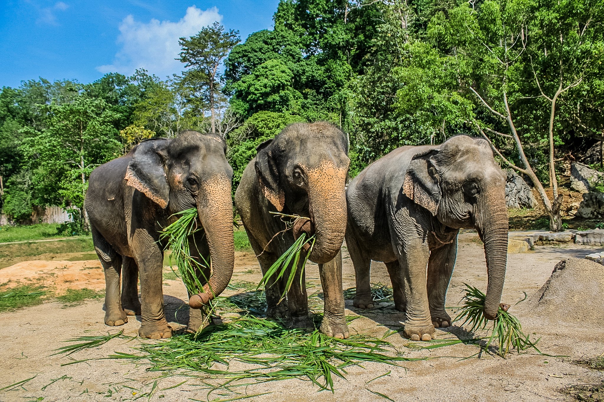 Ao Nang Elephant Sanctuary Half-Day Experience