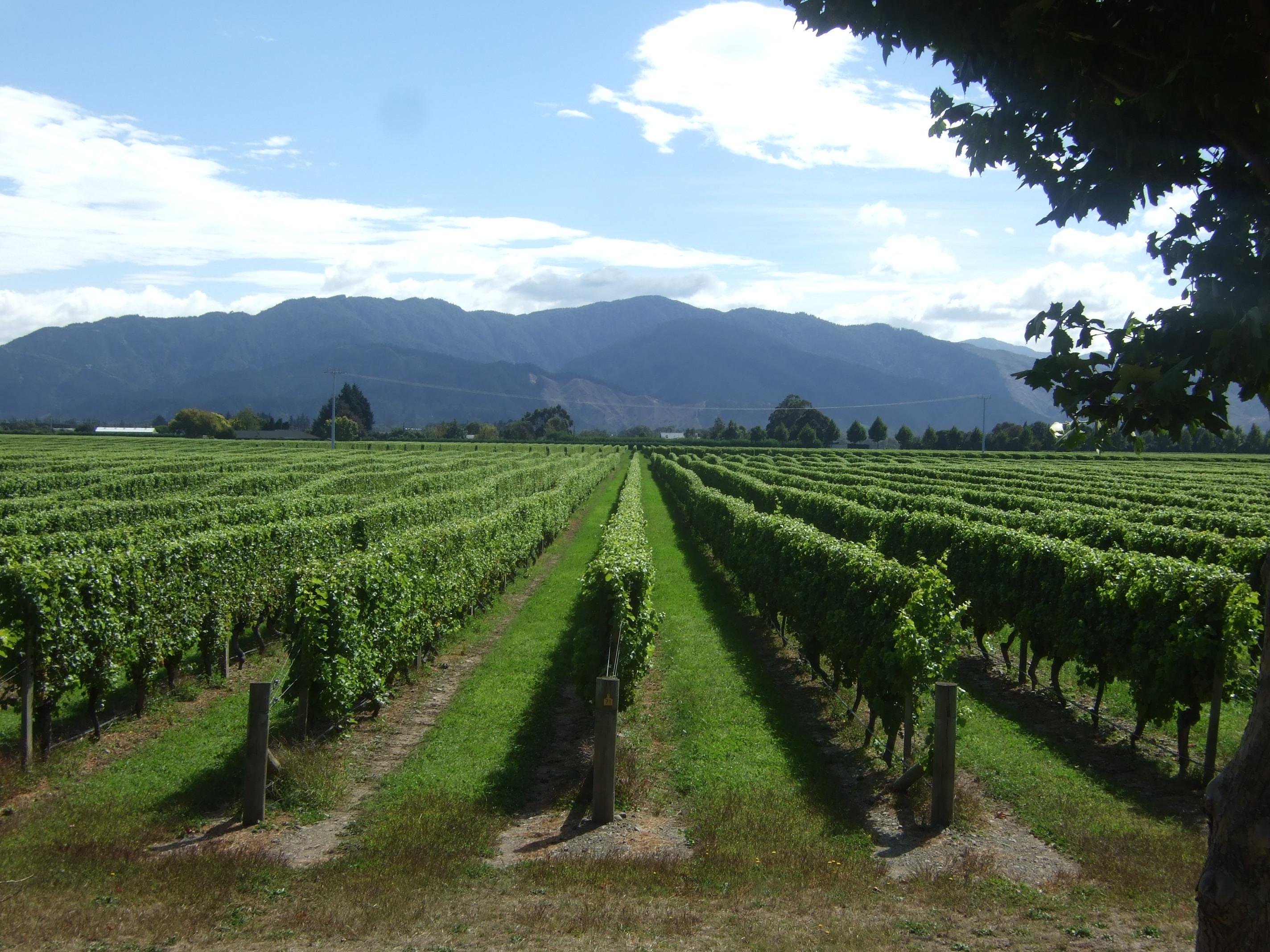 Marlborough Wine Tasting Shore Excursion from Picton