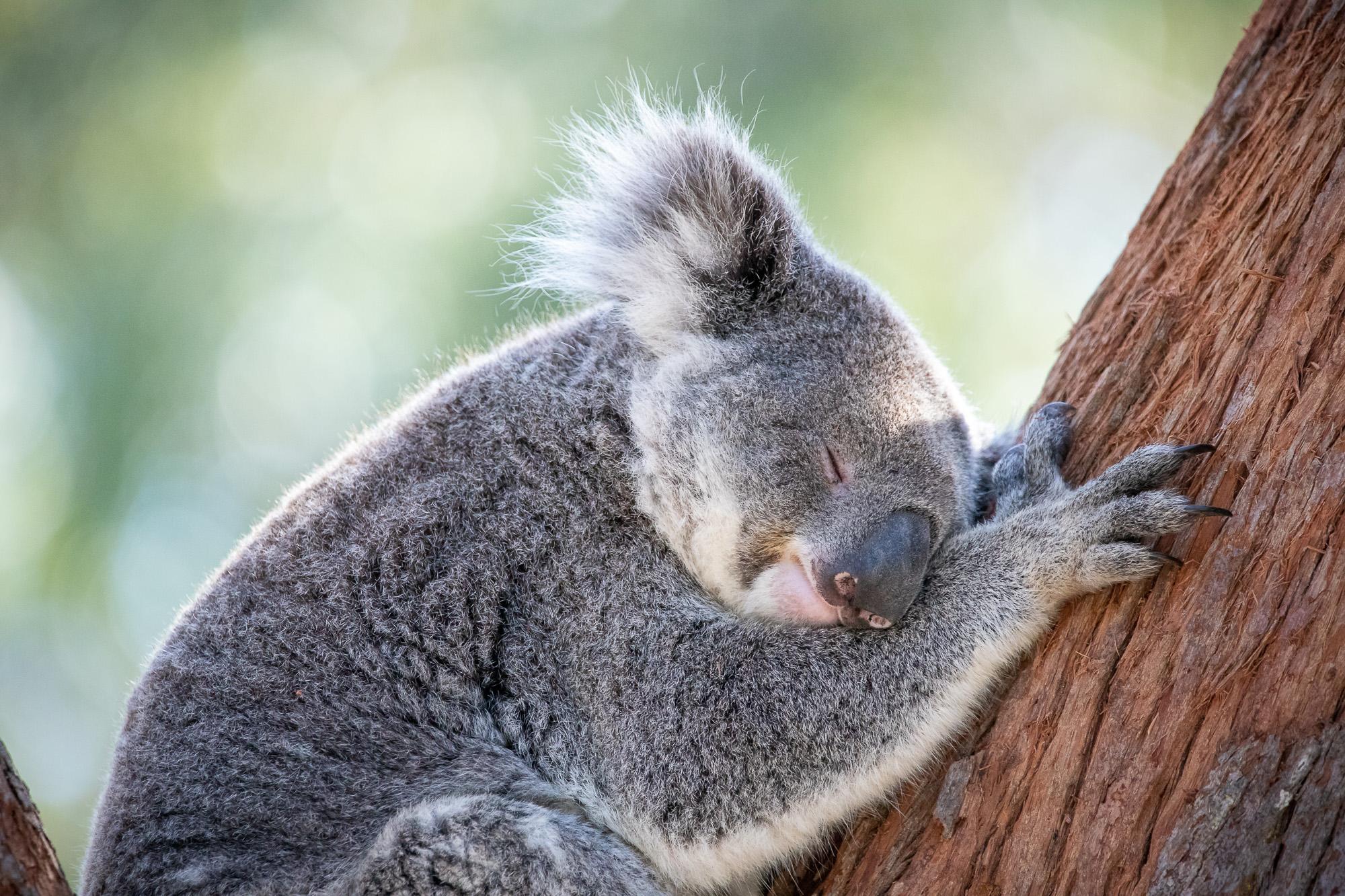 Port Stephens Koala Sanctuary: General Admission Ticket