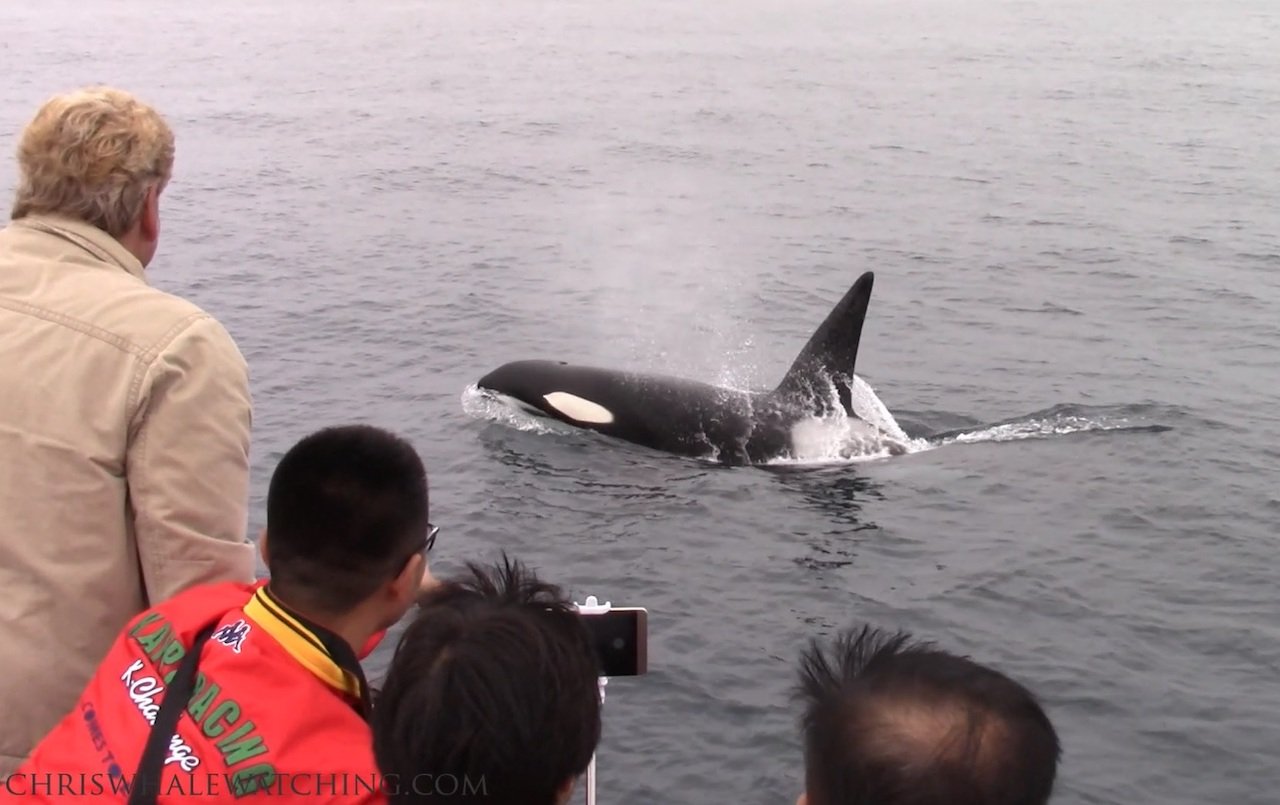 Monterey: Monterey Bay Dolphin and Whale Watching Boat Tour - 2026 (Verified Reviews)