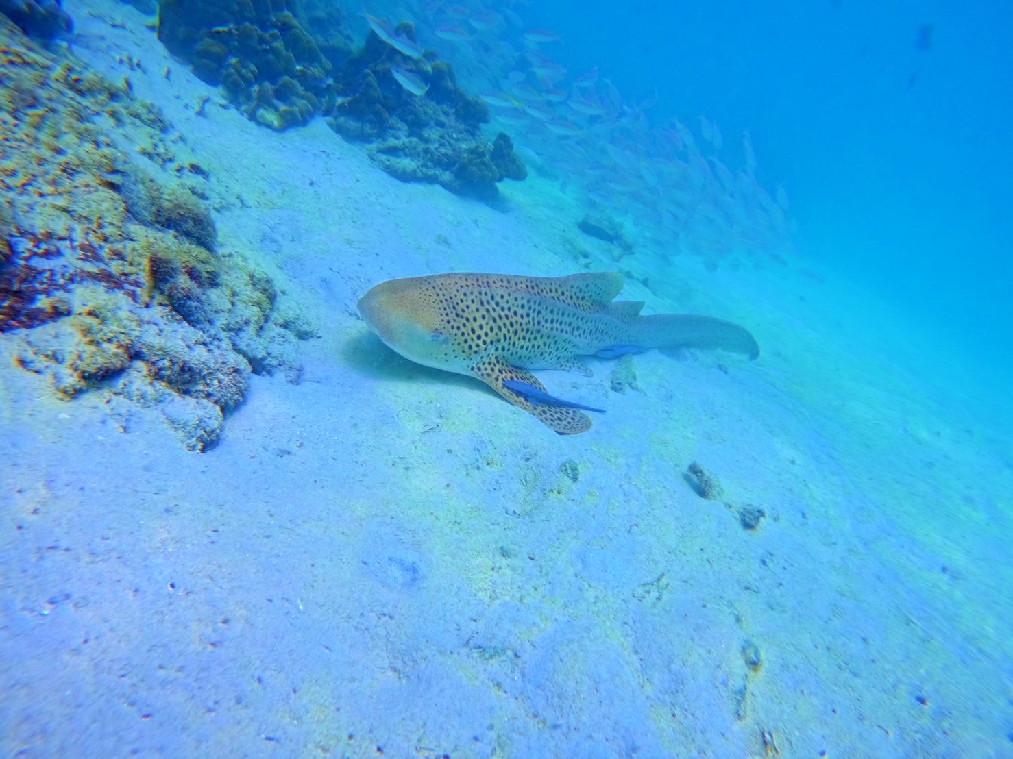Phi Phi & Bamboo Islands Premium Speedboat Day Trip from Phuket