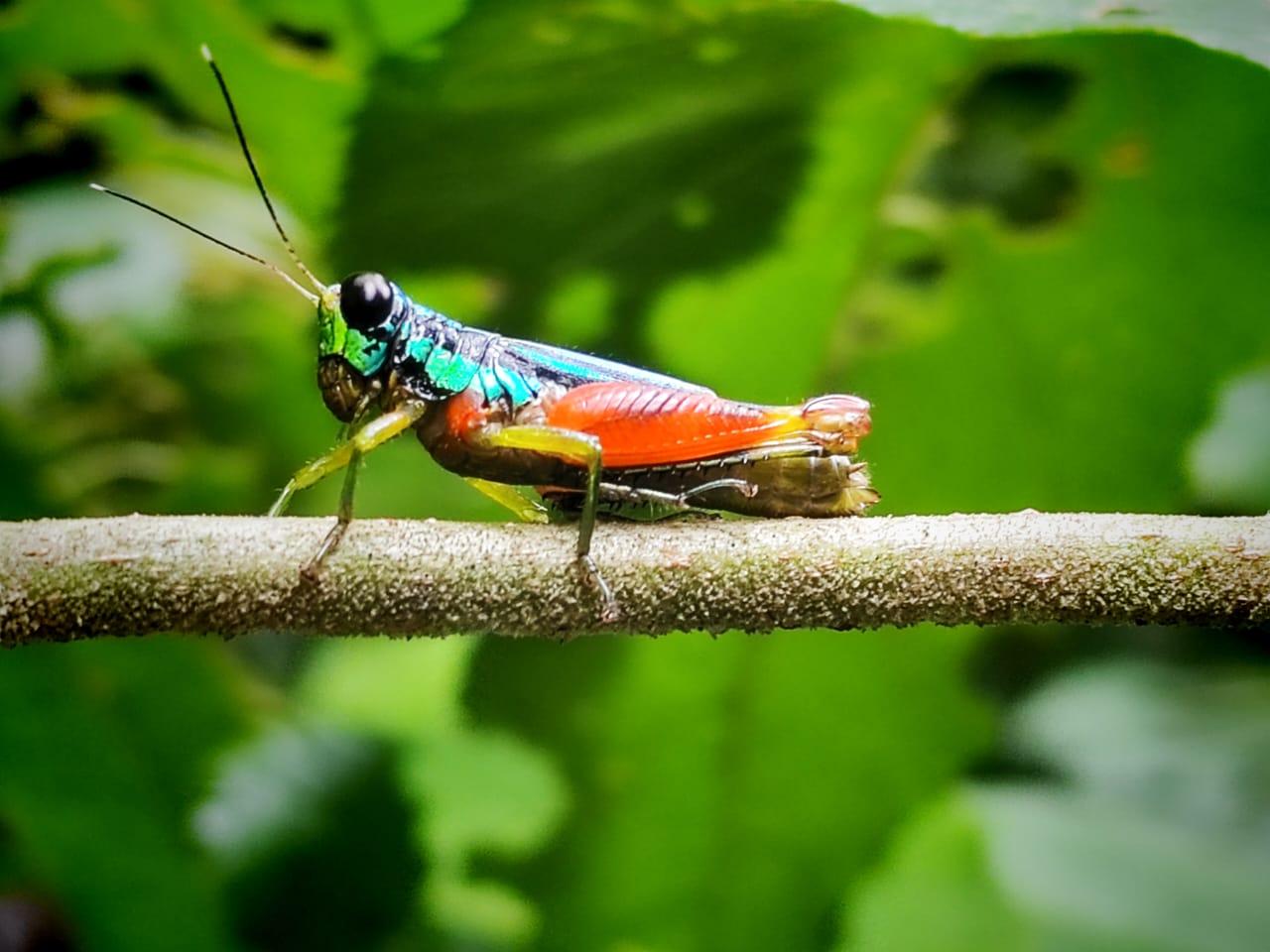 Manuel Antonio National Park: Expert-Guided Wildlife Hike