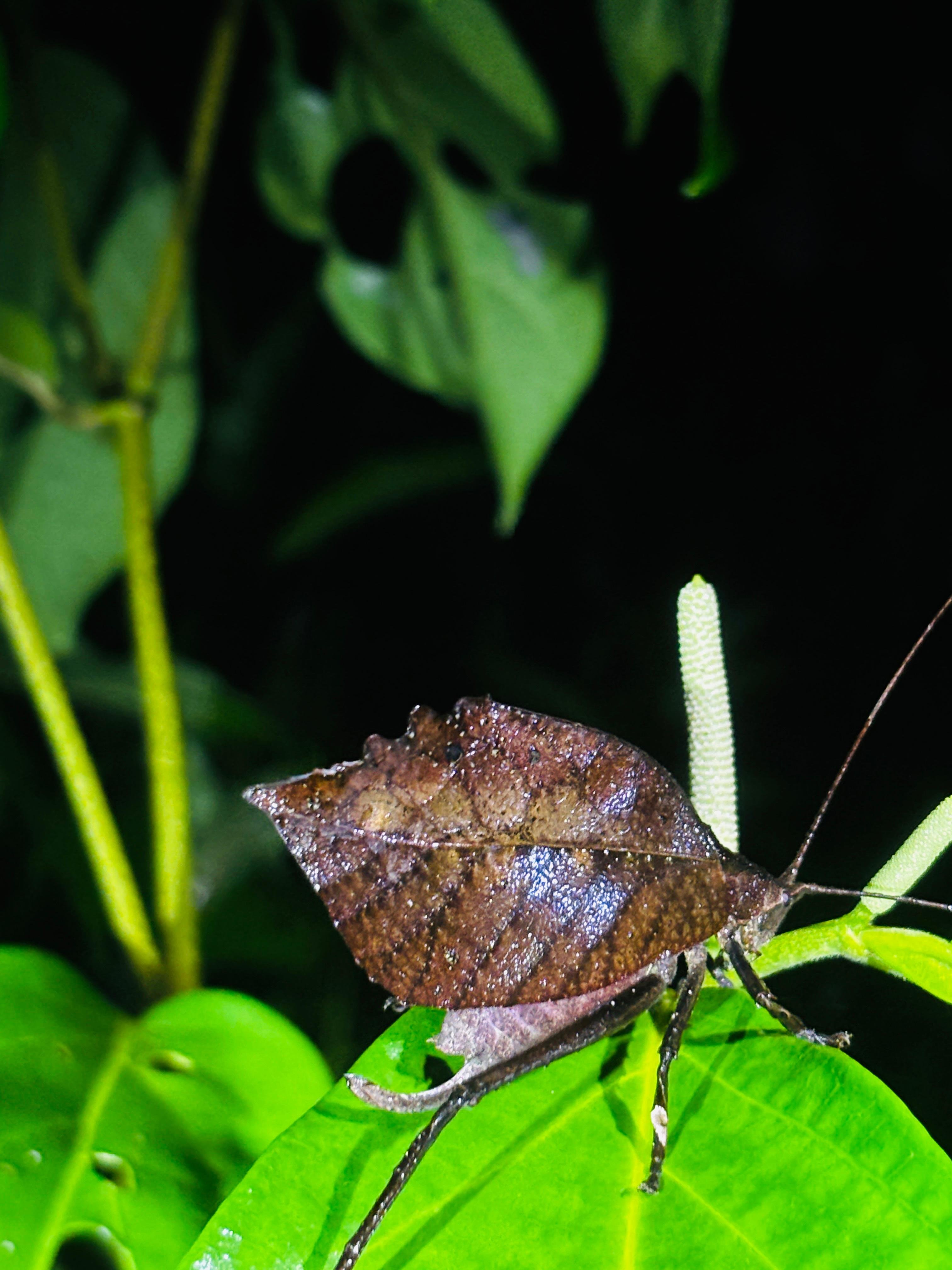 Tortuguero 2-Day Eco Adventure: Canoe, Jaguar Trail, Night Walk & Turtle Nesting