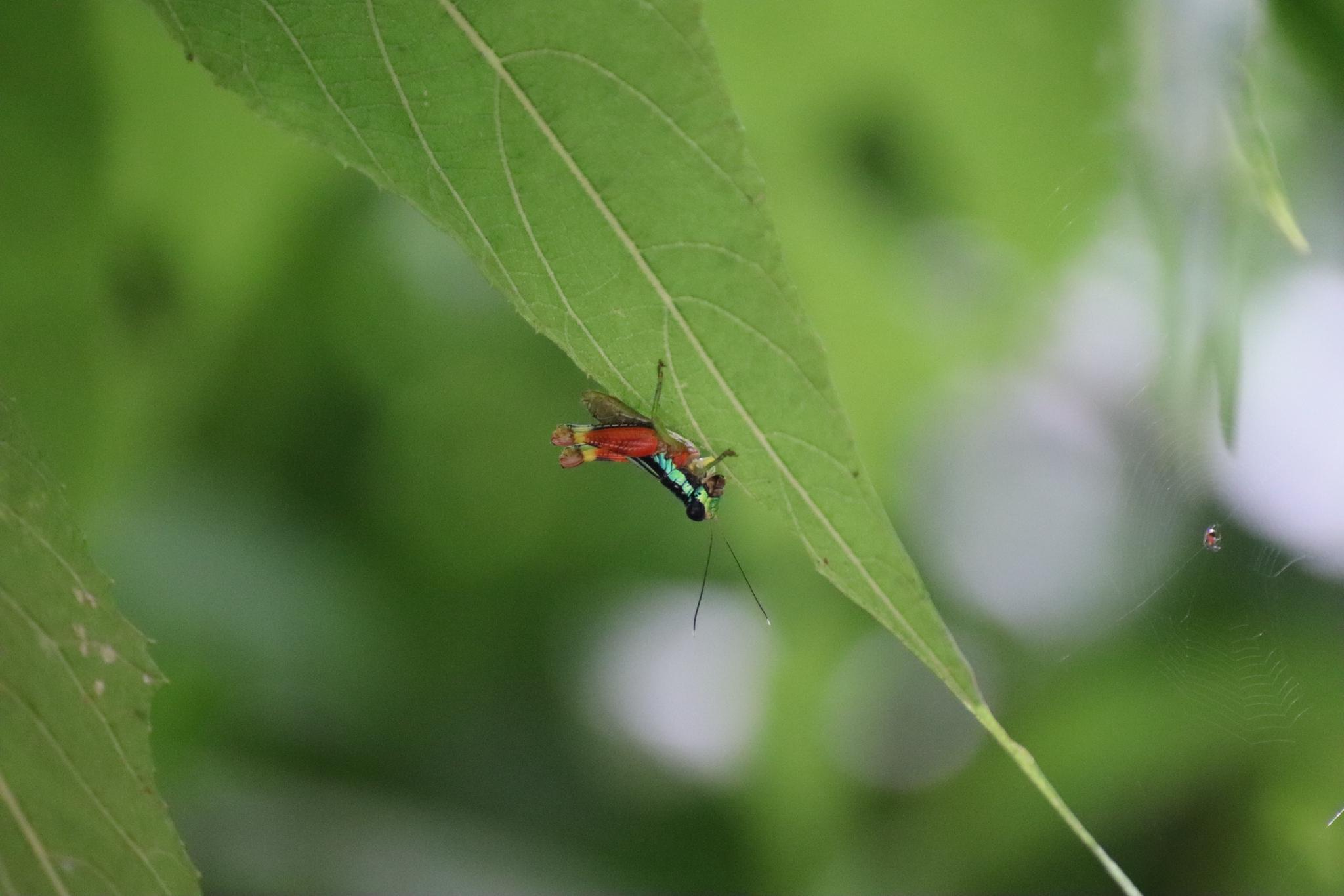Manuel Antonio National Park: Expert-Guided Wildlife Hike