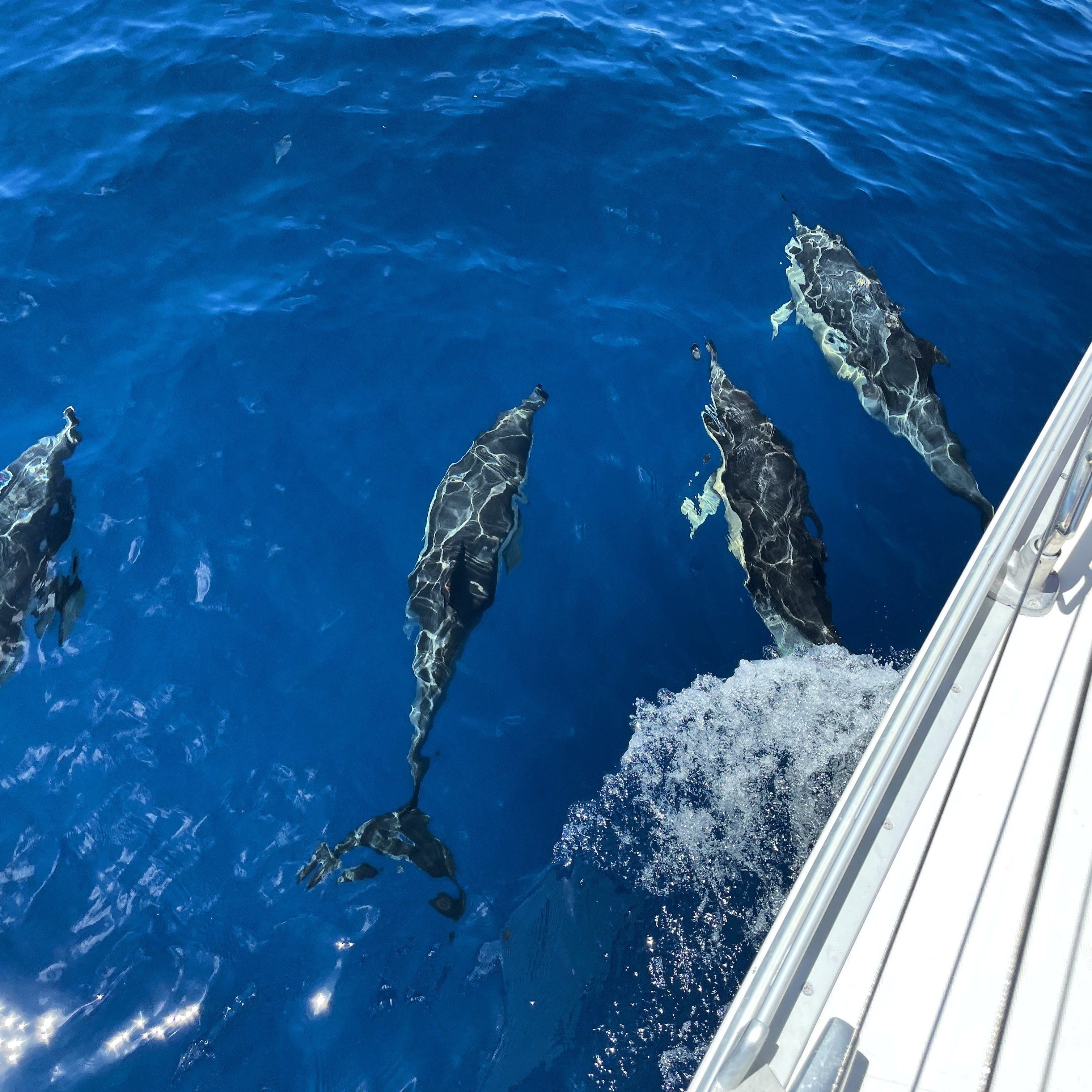 Morro Jable Sailing Adventure with Canarian Lunch