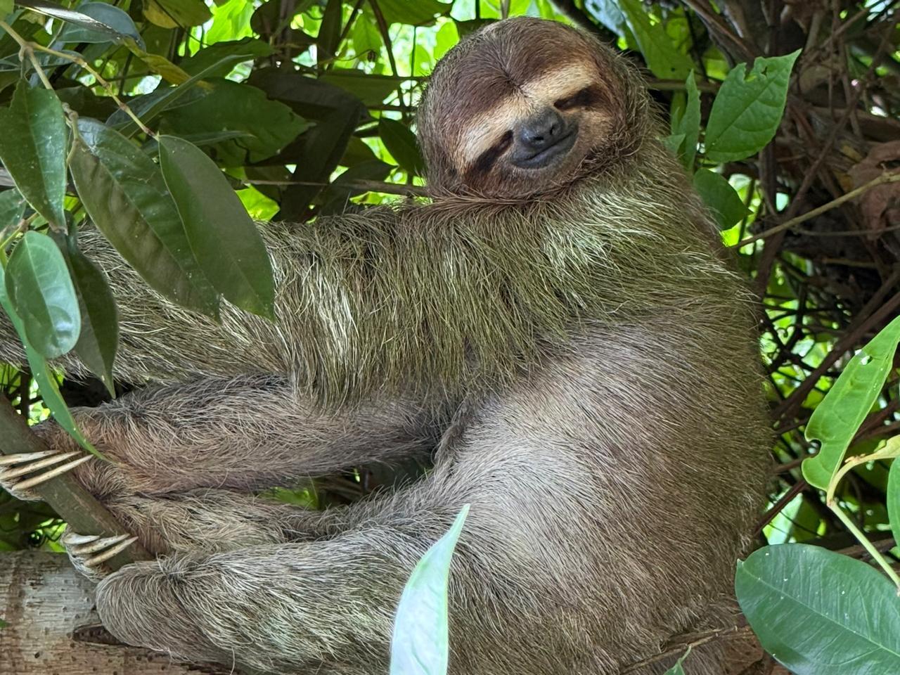 Manuel Antonio National Park: Wildlife Guided Tour with Entrance Fee