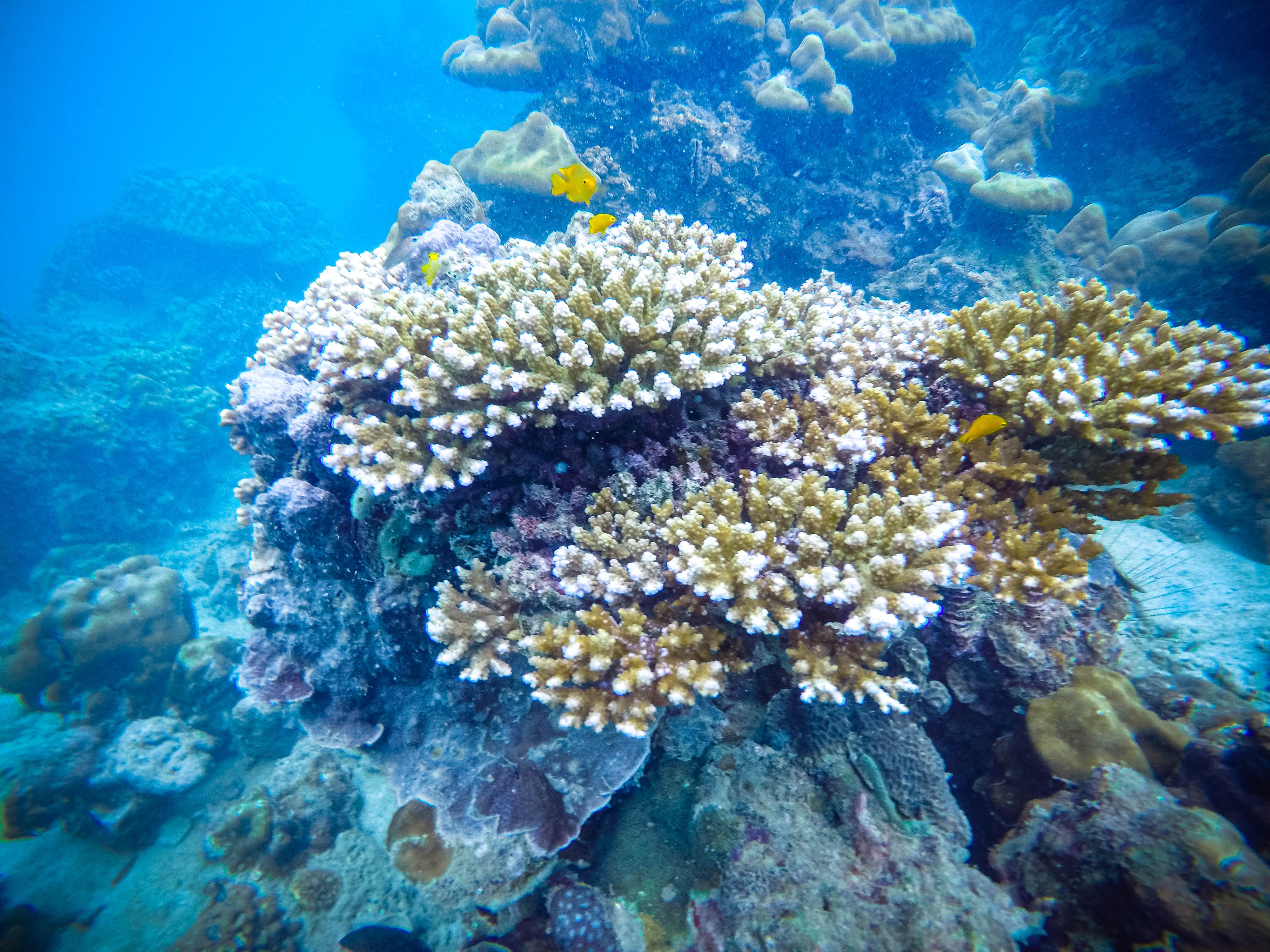 Phi Phi & Bamboo Islands Premium Speedboat Day Trip from Phuket