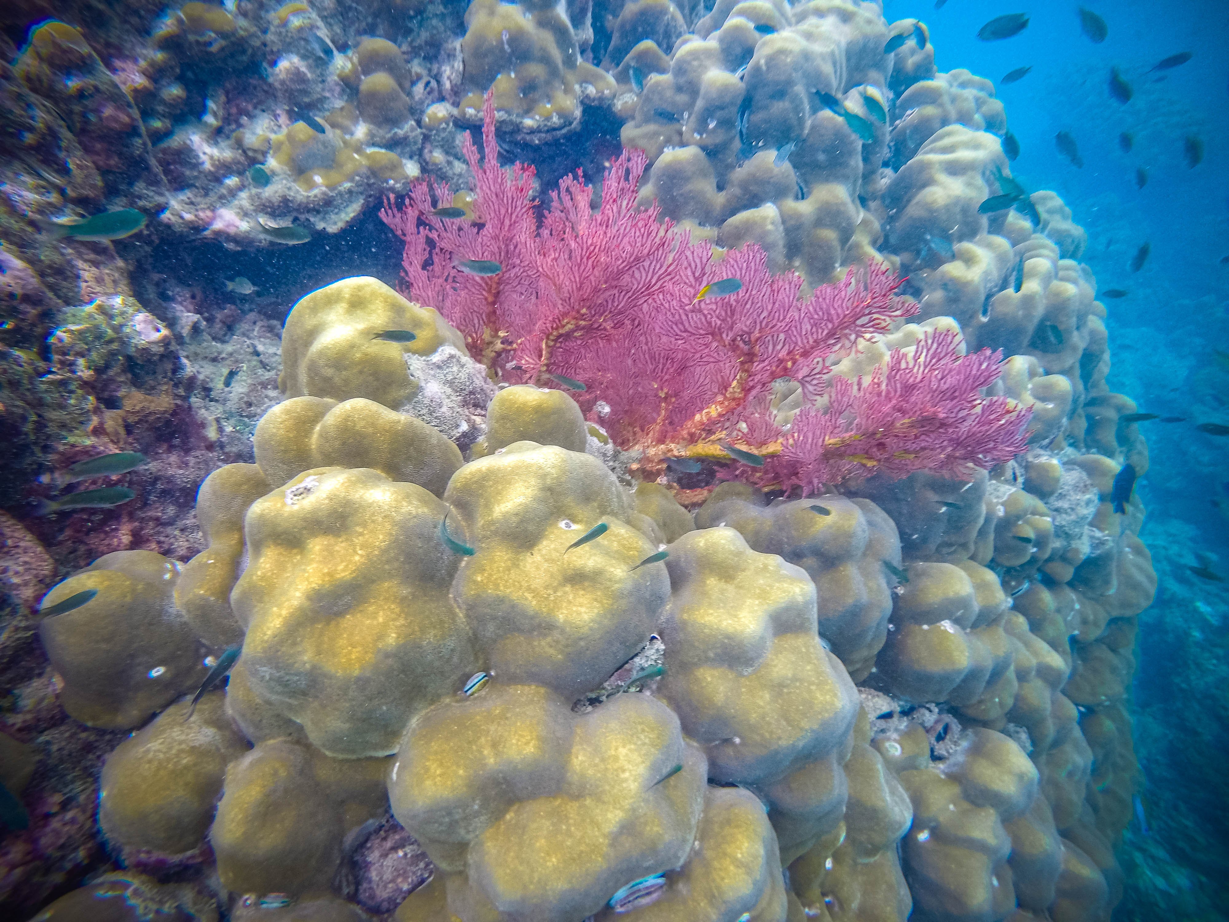 Phi Phi & Bamboo Islands Premium Speedboat Day Trip from Phuket