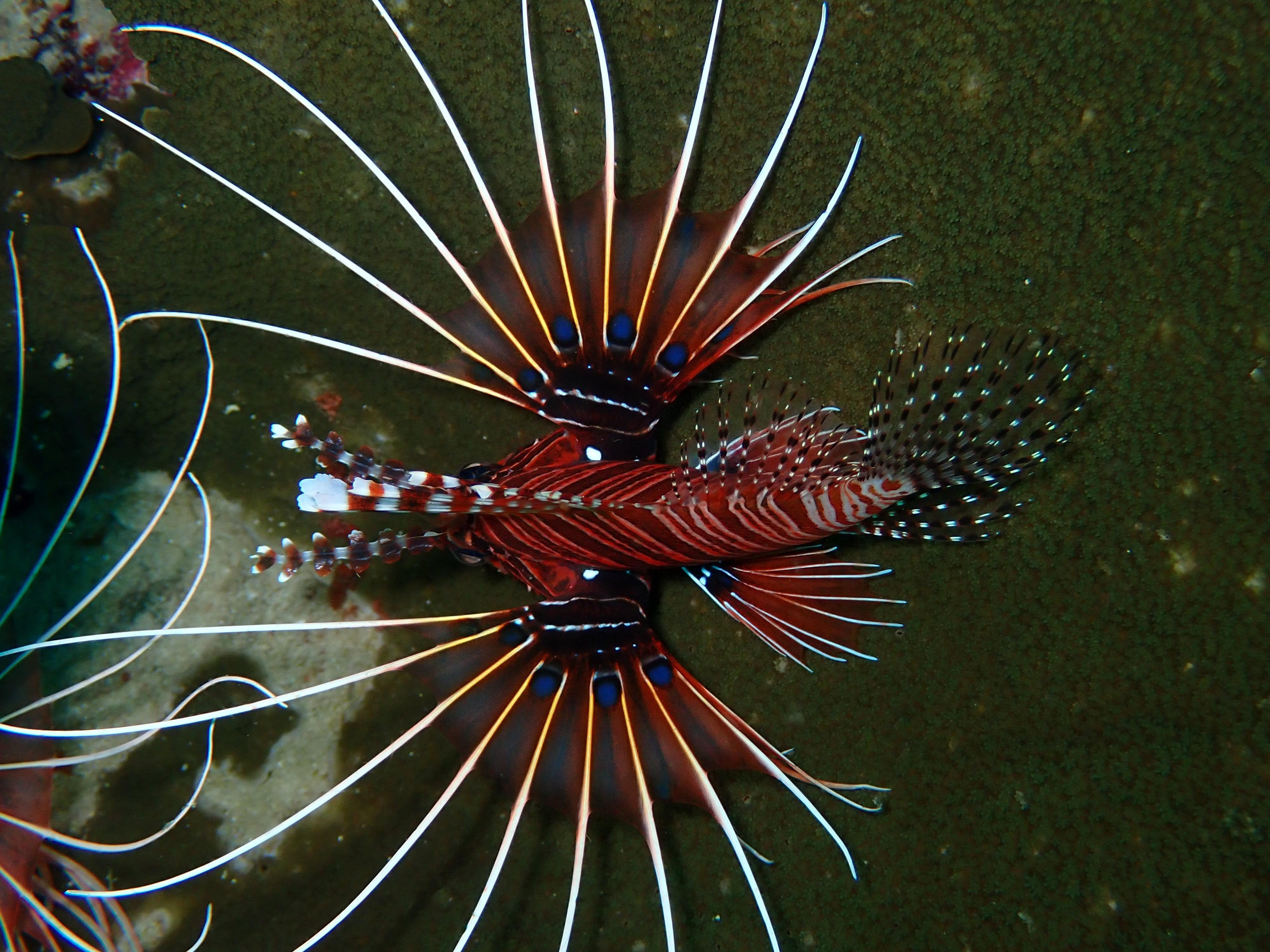 3-Dive Certification Expedition: Phi Phi Islands & Shark Point