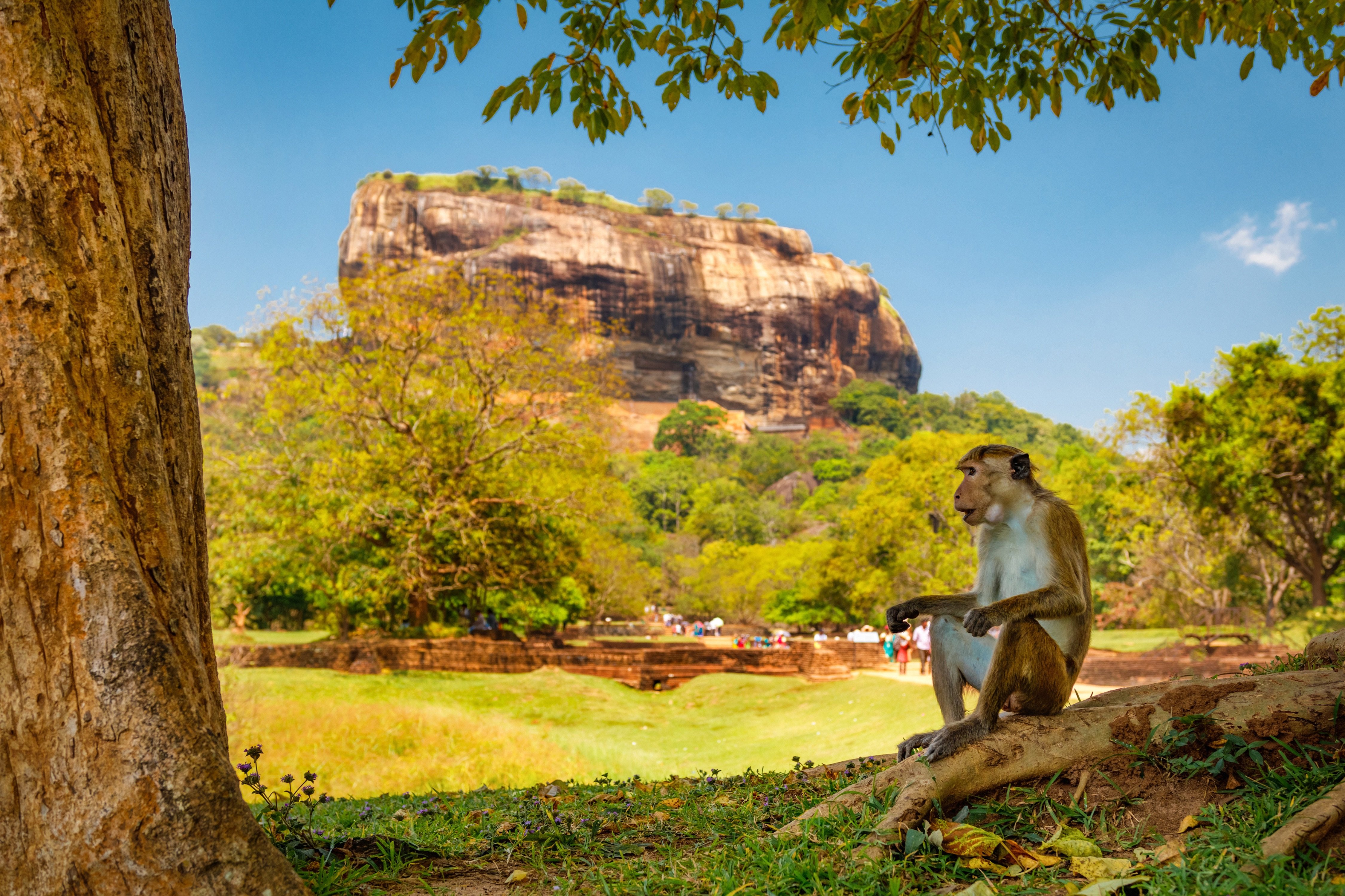 Sigiriya & Dambulla Day Trip with Safari from Colombo