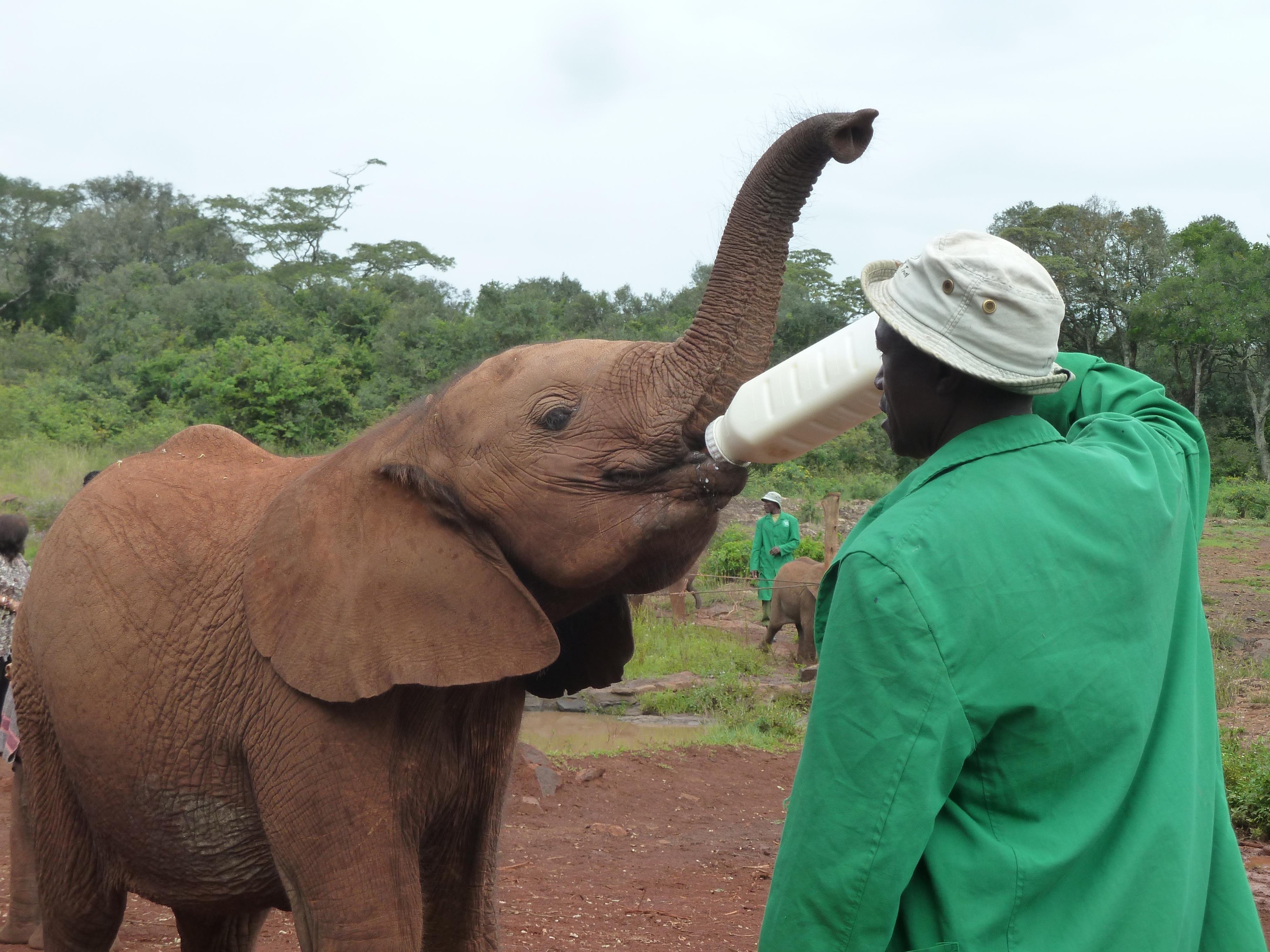 Nairobi: David Sheldrick Elephant Orphanage Visit