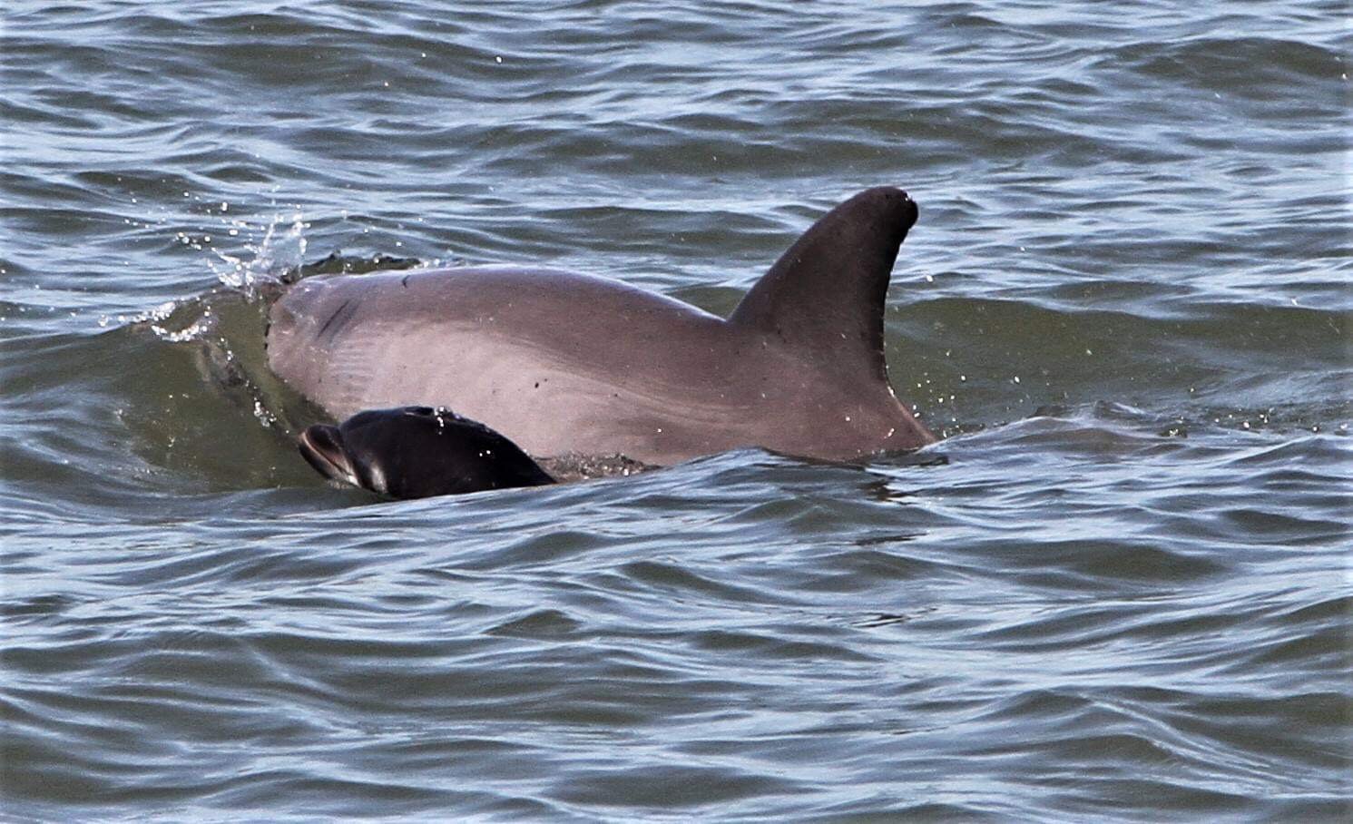 Hilton Head Dolphin Cruise with Fresh Donuts