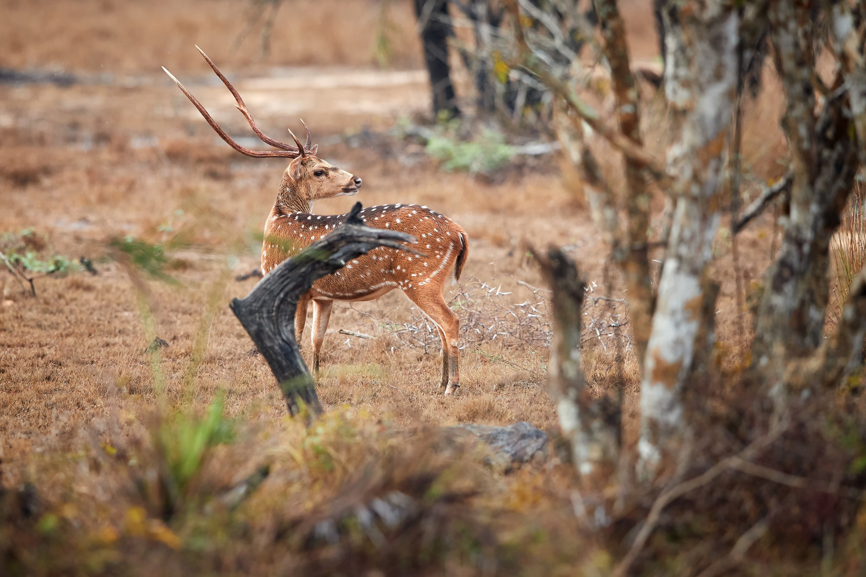 Wilpattu National Park Safari Adventure from Colombo