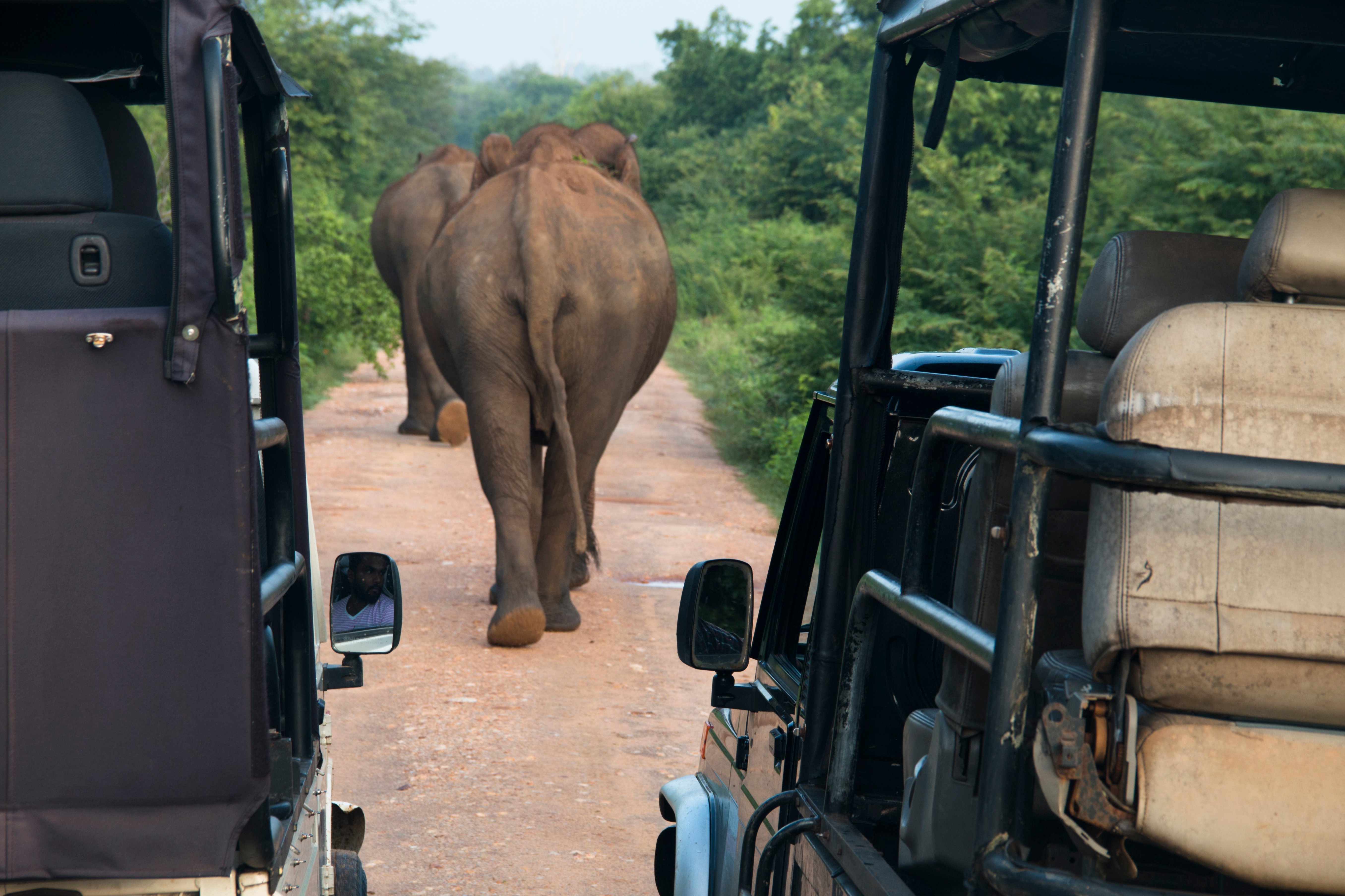 Wilpattu National Park Safari Adventure from Colombo