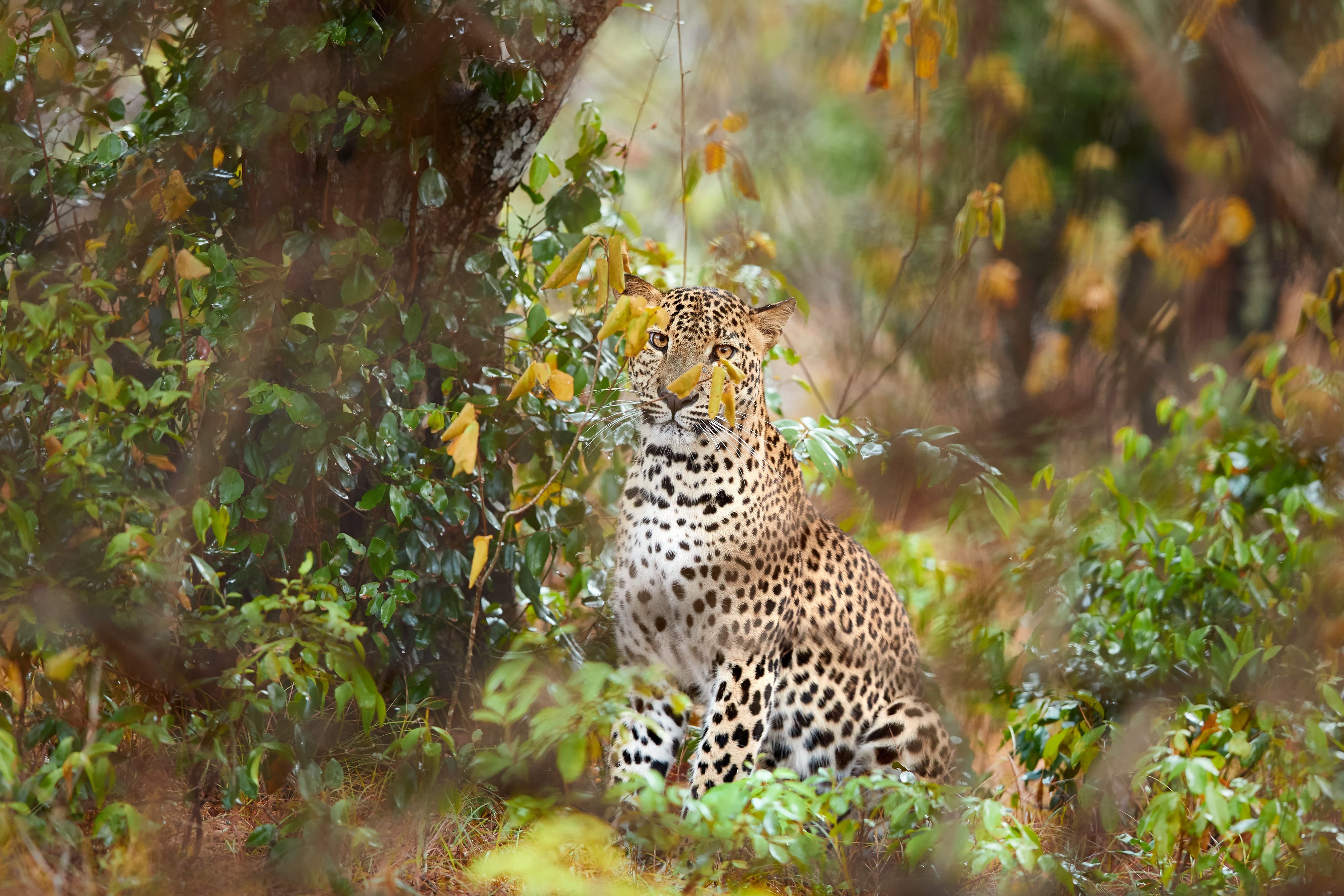Wilpattu National Park Safari Adventure from Colombo