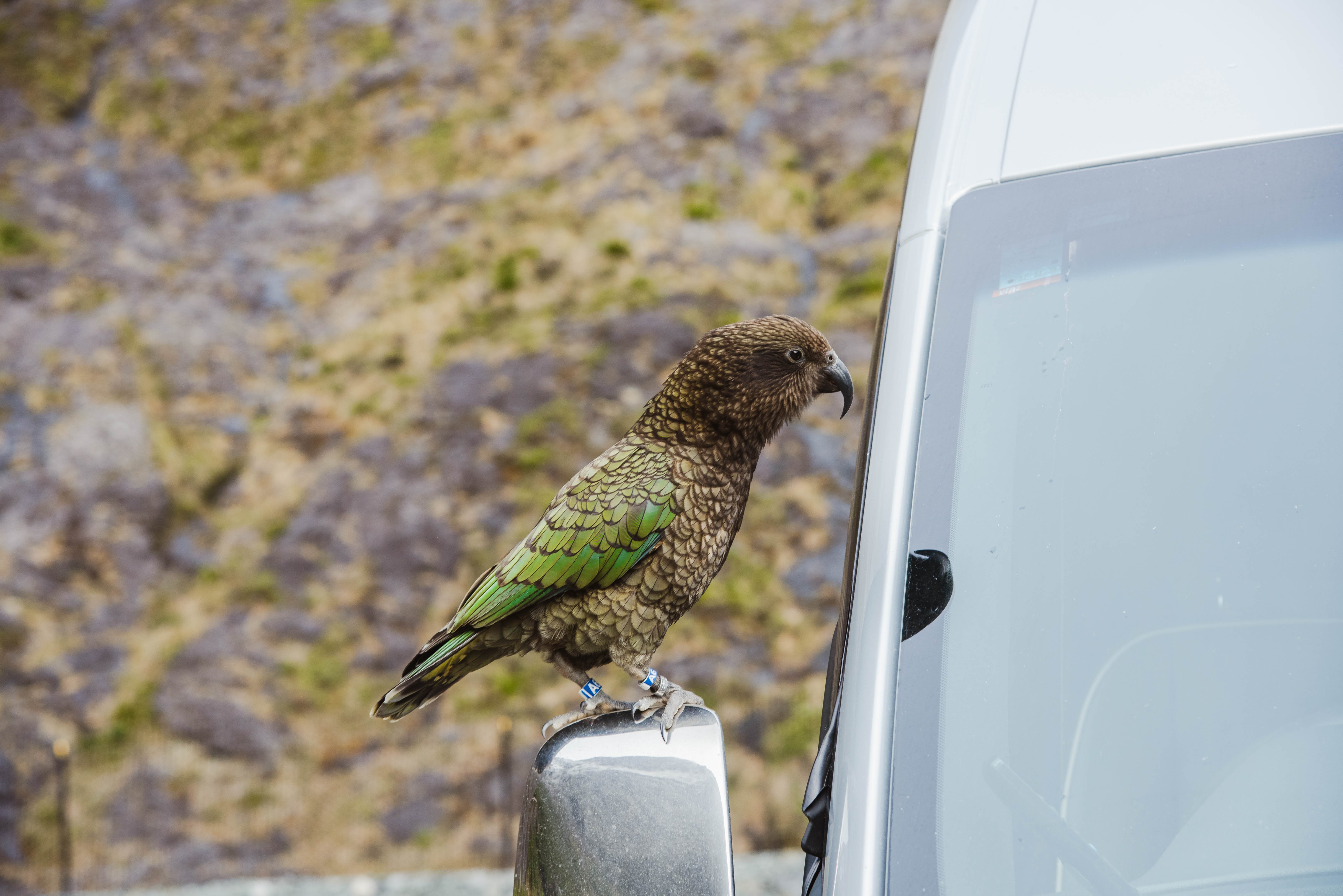 Milford Sound Premium Small-Group Day Tour from Queenstown