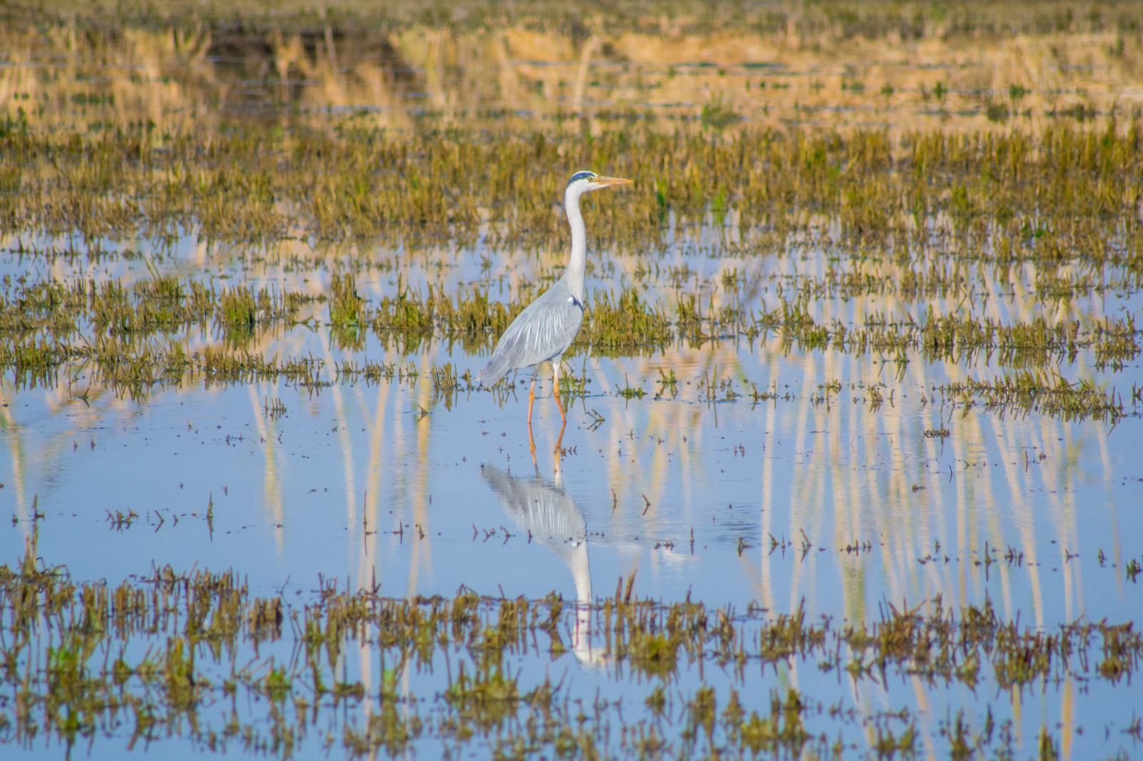 Albufera Natural Park Eco-Tour and Sunset Cruise from Valencia