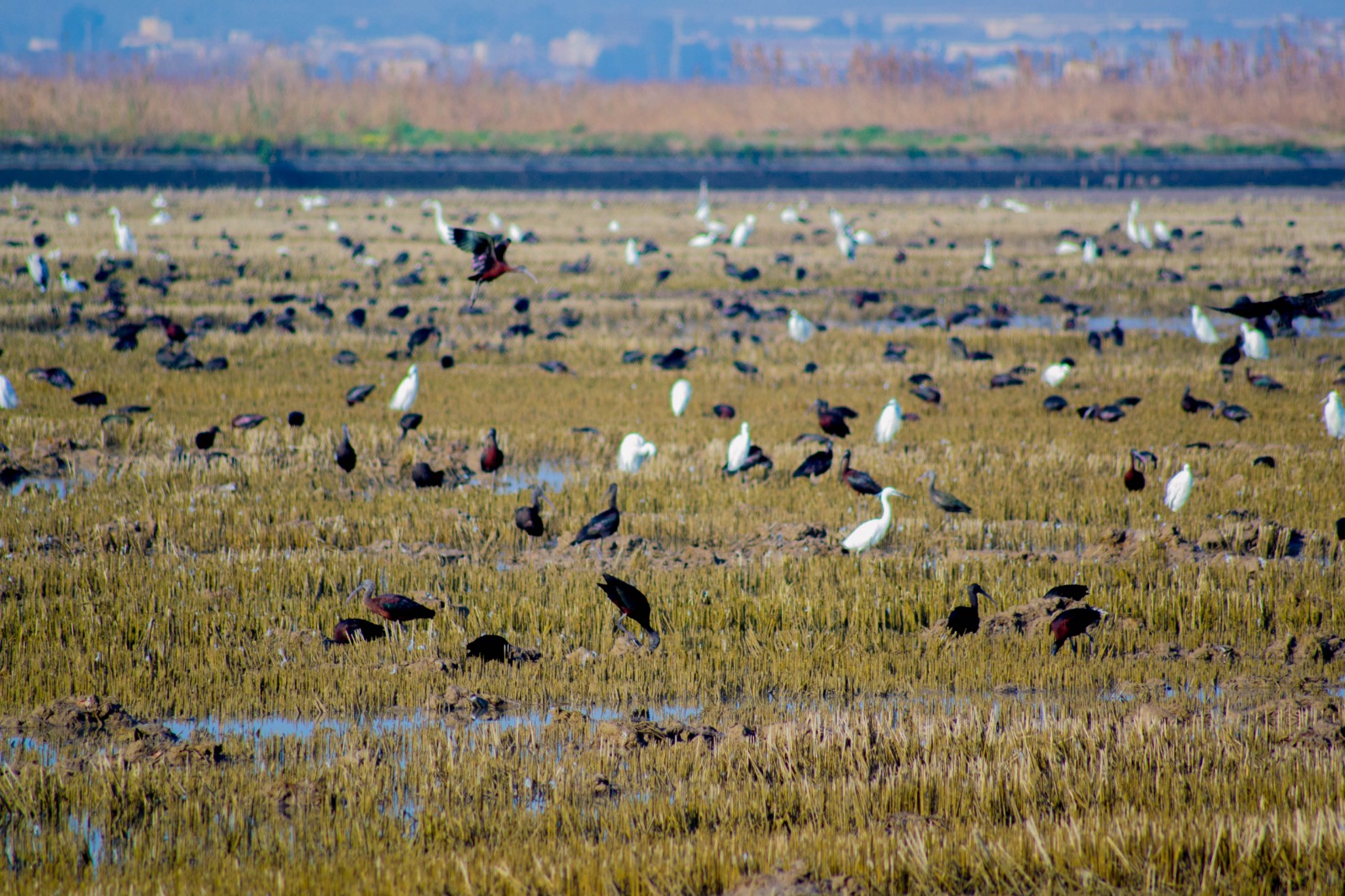 Albufera Natural Park Eco-Tour and Sunset Cruise from Valencia
