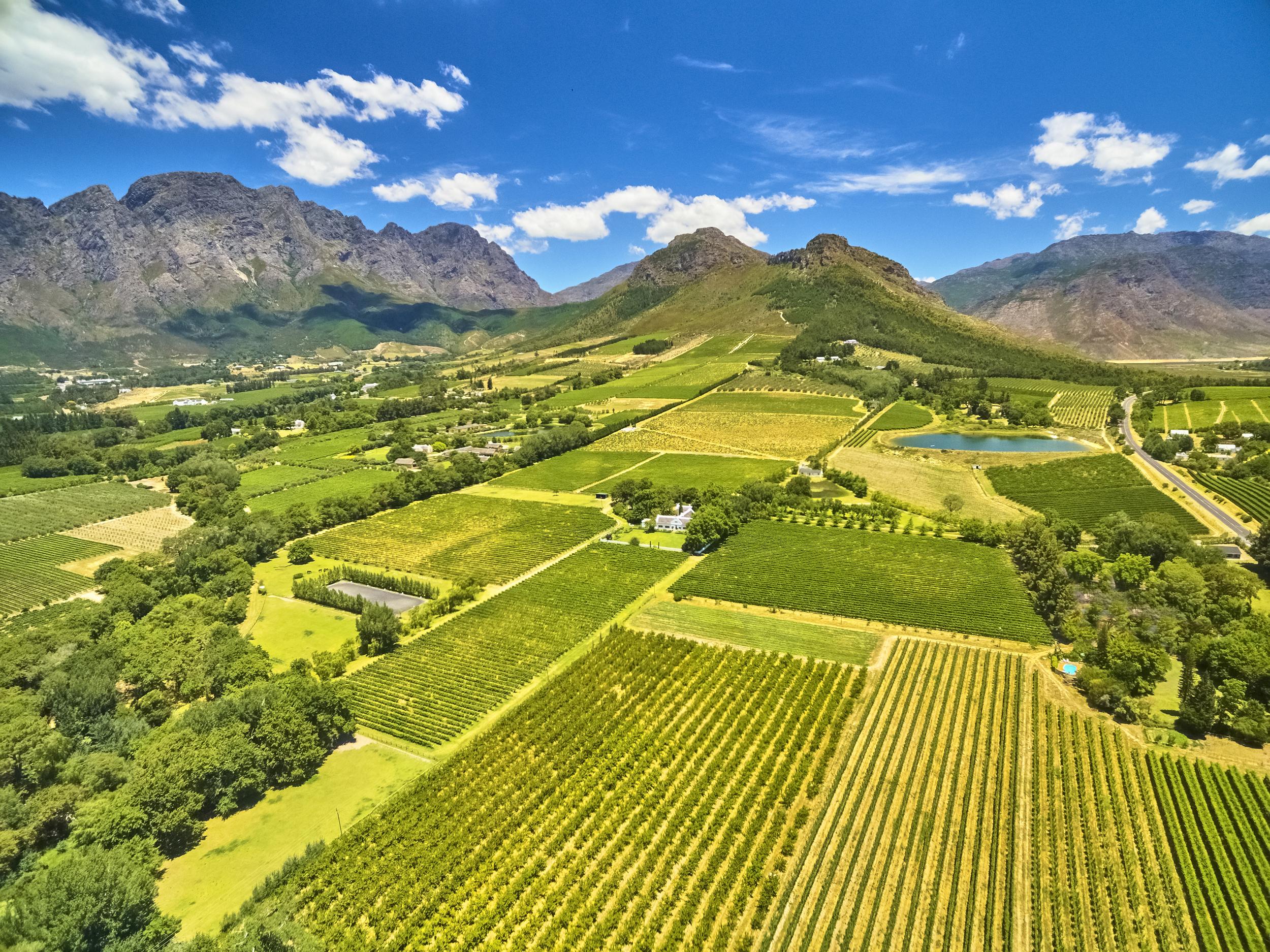 Cape Town Full-Day Wine Tasting & Wine Tram Tour